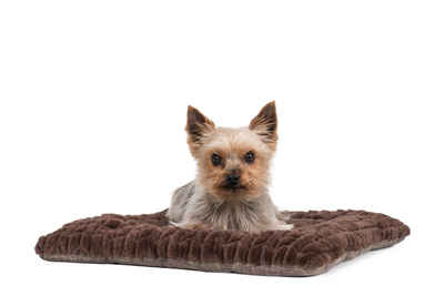 TrendPet Tierdecke Hundedecke "Heaven" Braun, in 6 Größen erhältlich