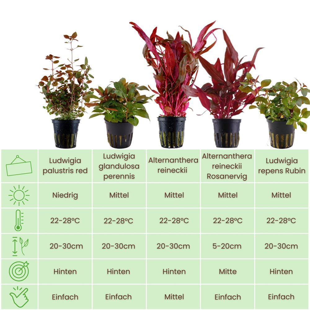 Aquaone Wasserpflanze Pflanzen Set mit 5 schönen roten Wasserpflanzen Nr.10 günstig online kaufen
