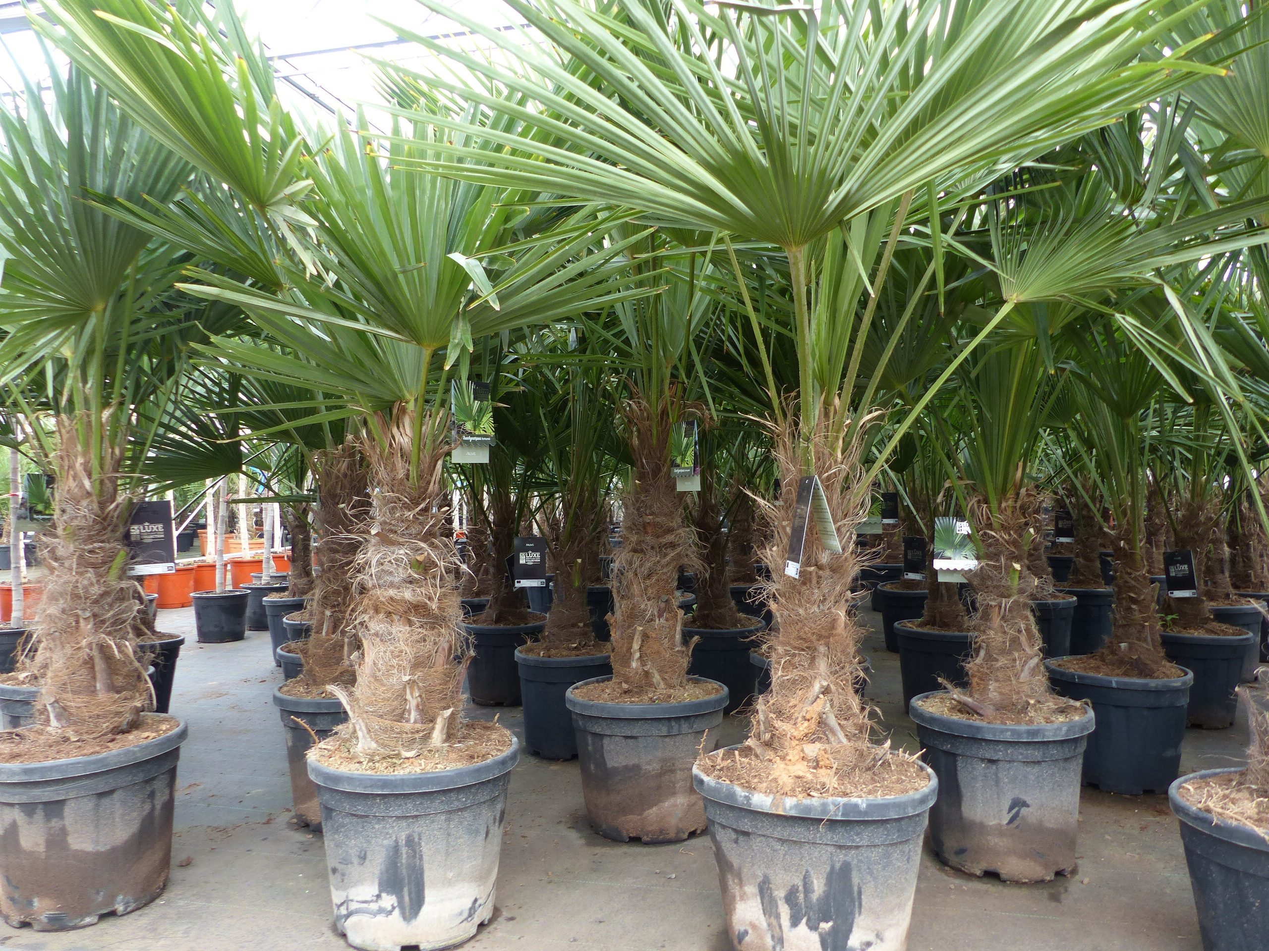 gruenwaren jakubik Baum XL Stämme Palme winterhart 140-180 cm Trachycarpus fortunei
