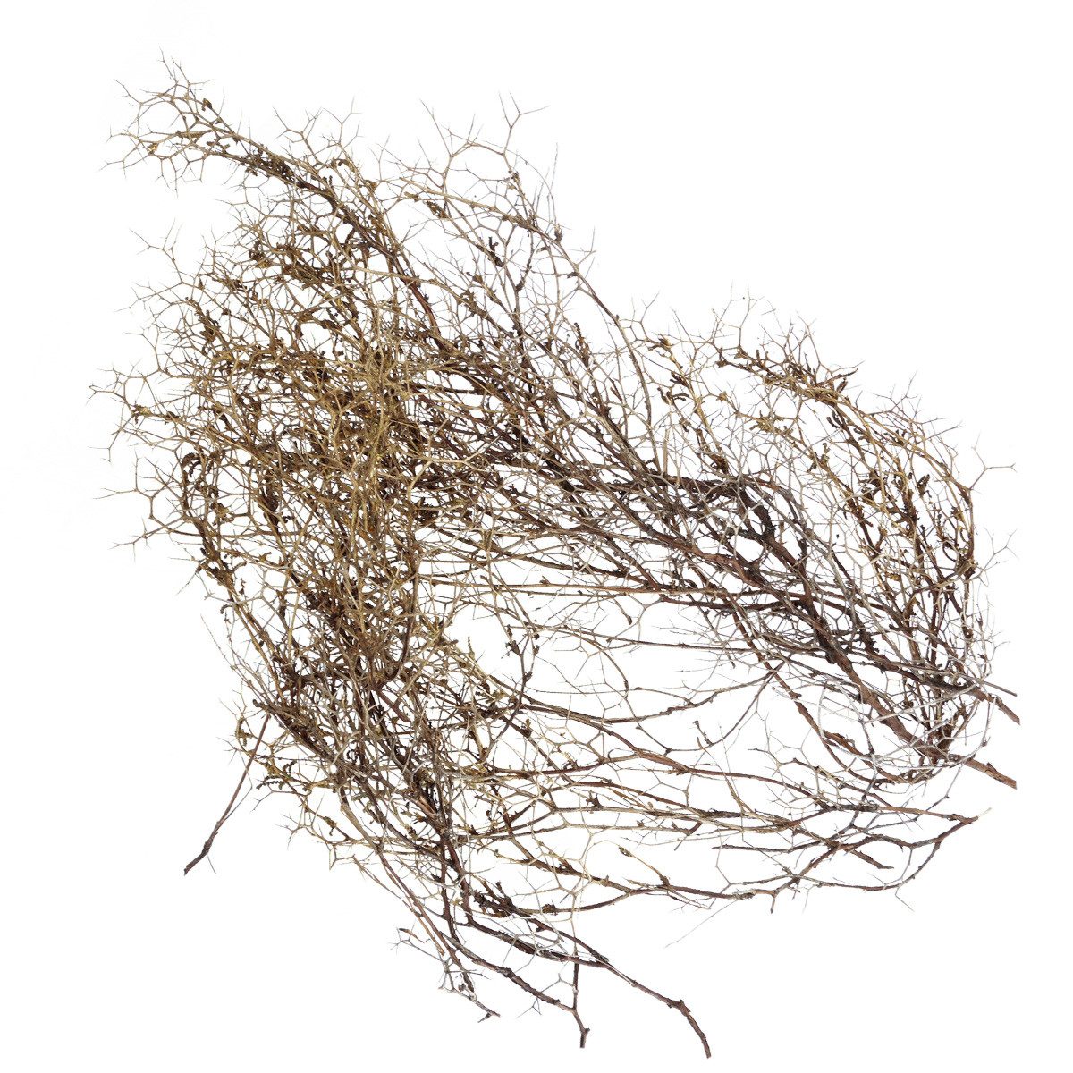 Trockenblume Dekozweige Iron Bush Natural, Naturdeko Holzäste für Trockenfloristik, Viana, Höhe 40 cm