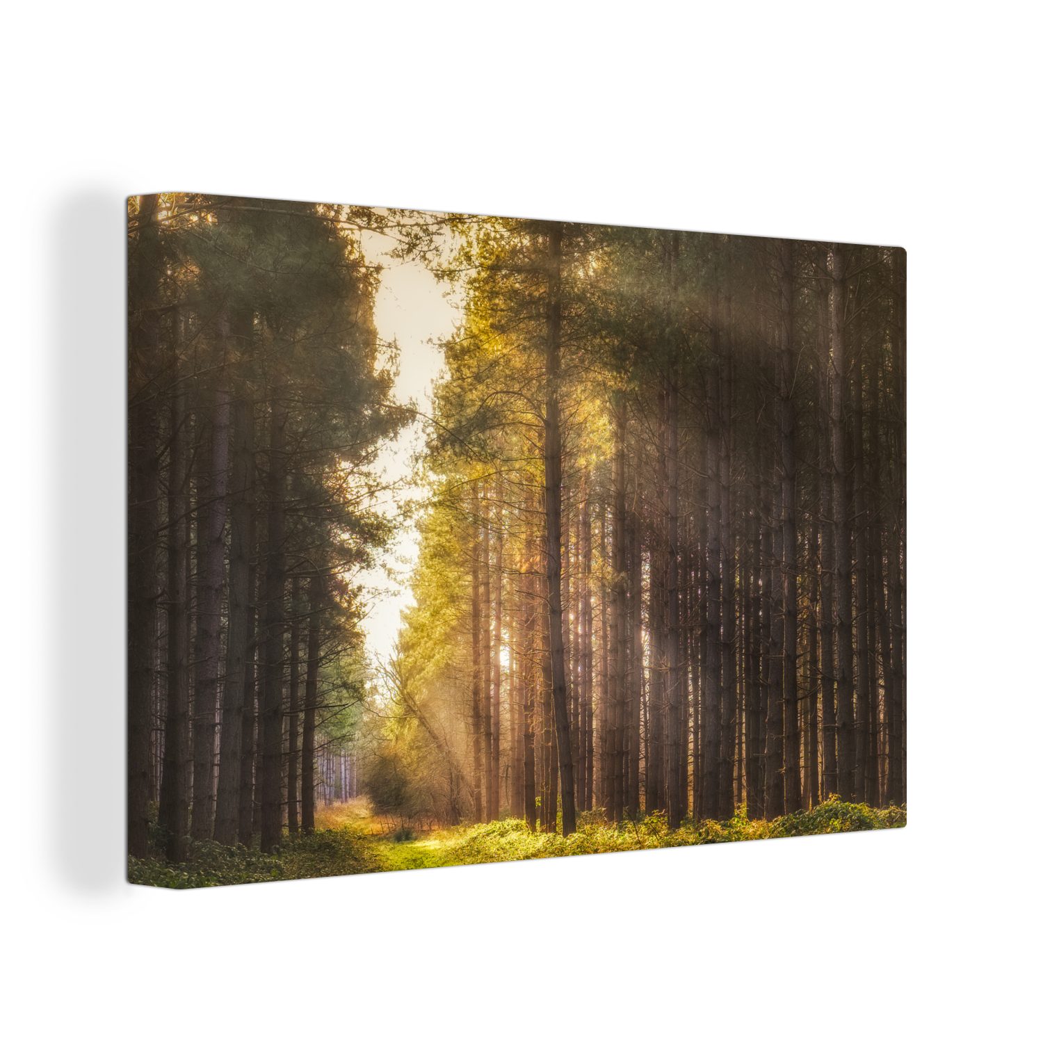 OneMillionCanvasses® Leinwandbild Baum - Gras - Sonne, (1 St), Wandbild Leinwandbilder, Aufhängefertig, Wanddeko, 30x20 cm bunt