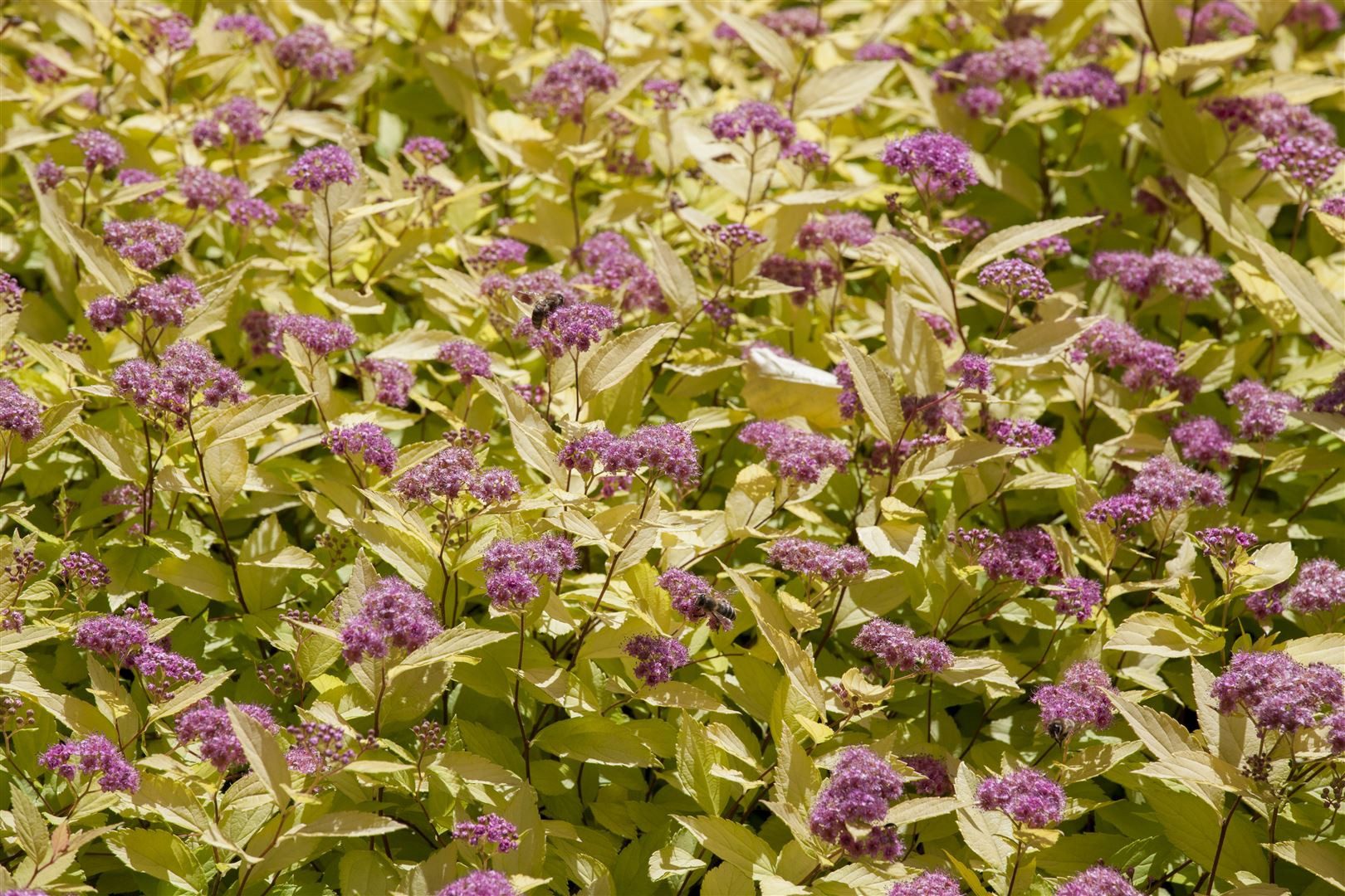 Pflanzen für Dich Gehölze Spiraea japonica Golden Princess, 1 St., Japanische Goldspiere, Goldspiere