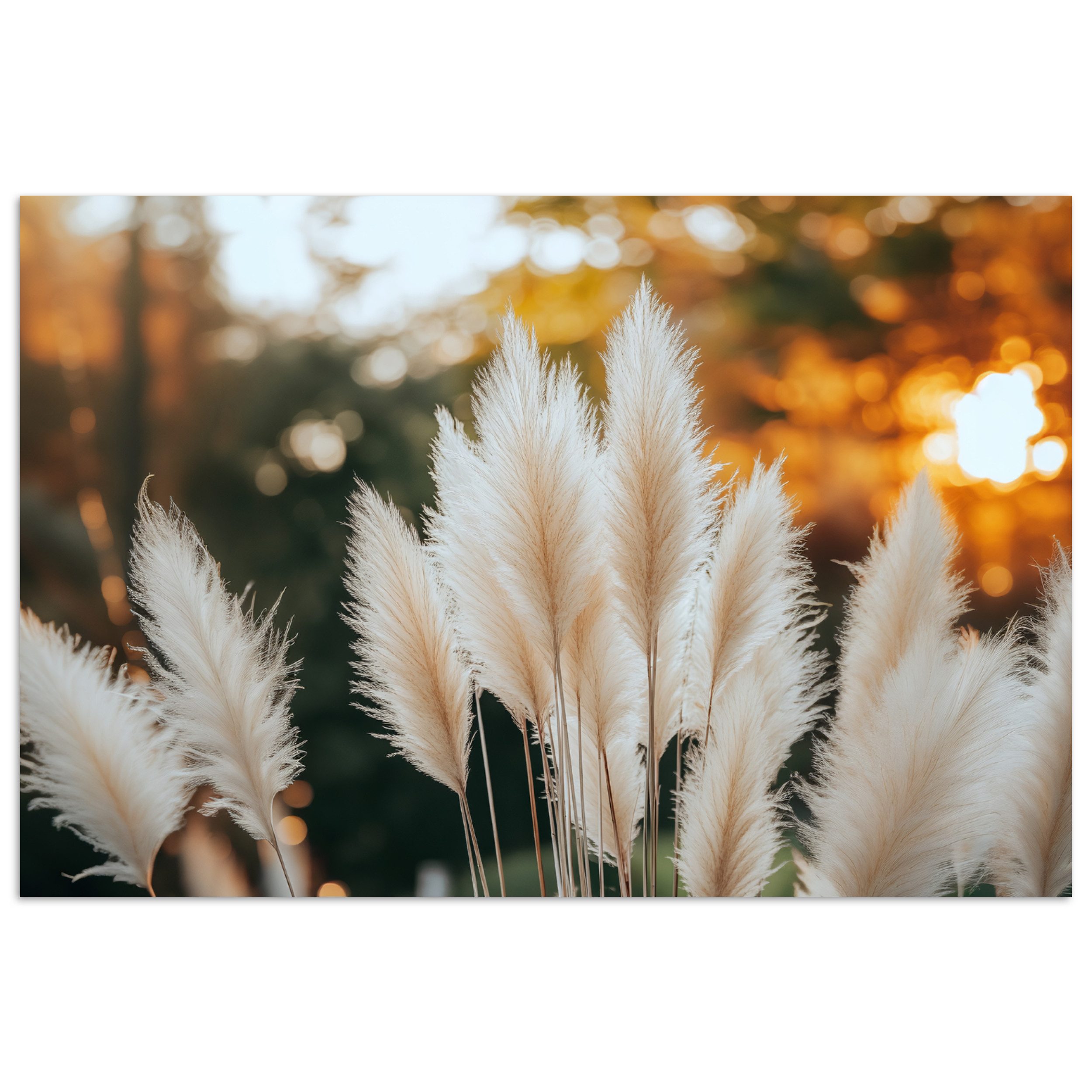 MuchoWow Poster Pampasgras - Federn - Zierpflanze, (1 St), Poster ohne Rahm günstig online kaufen