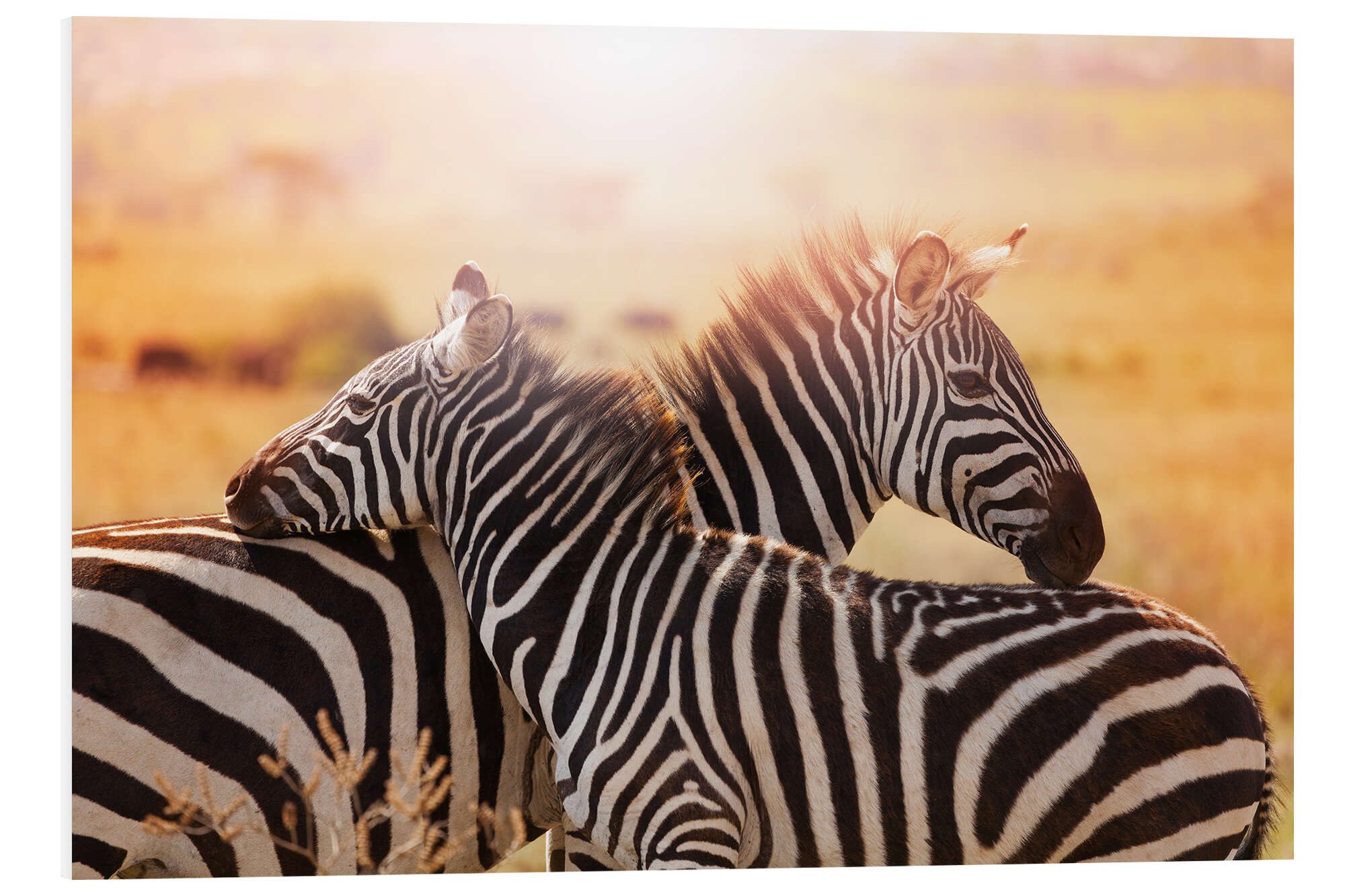 Posterlounge Wandbild Zebrastute mit Fohlen, Kenia, Editors Choice, erhältlich als Poster, Leinwandbild, Wandsticker oder Acrylglasbild