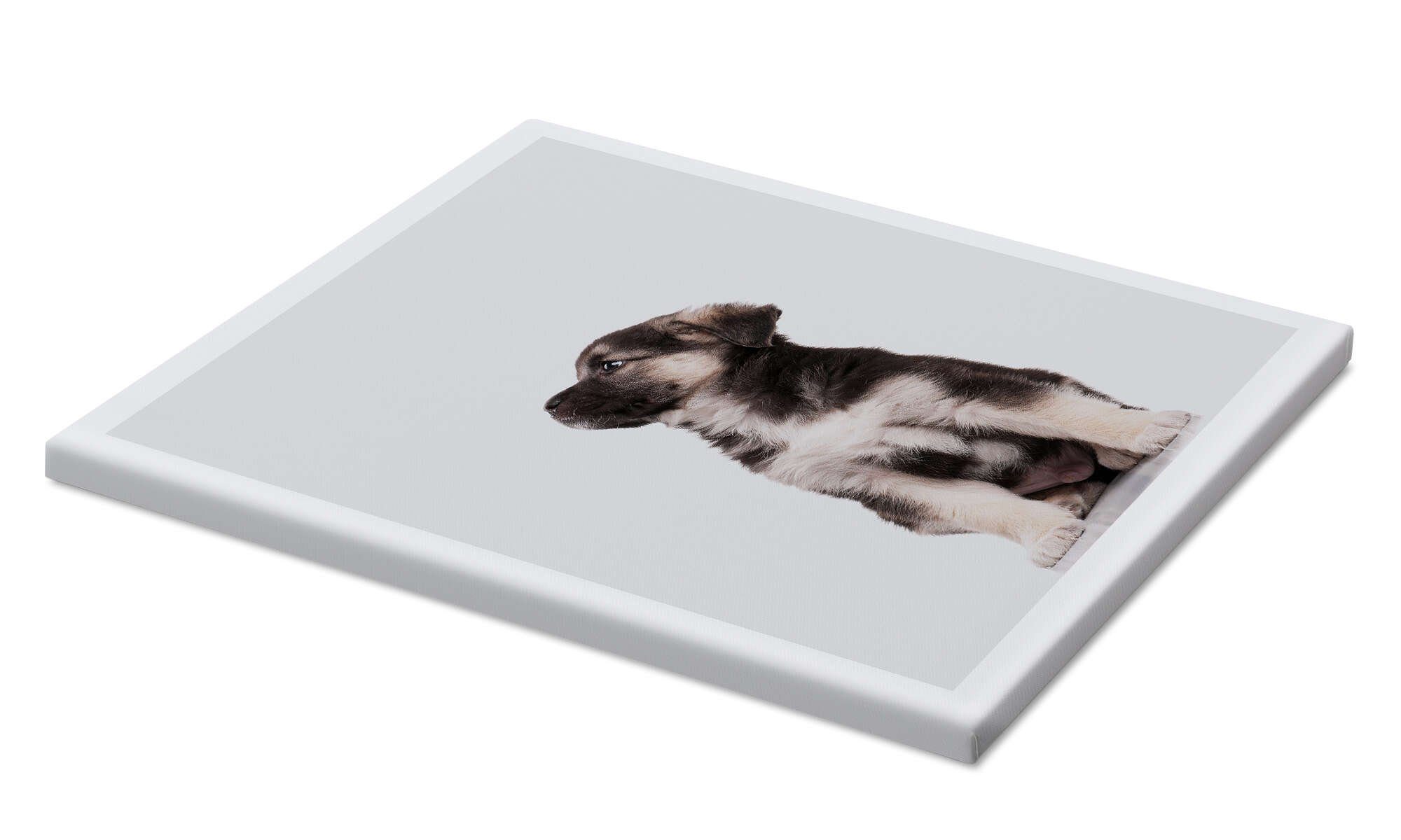 Posterlounge Wandbild Australian Shepherd Welpe I, Animal Kids Collection, erhältlich als Poster, Leinwandbild, Wandsticker oder Acrylglasbild