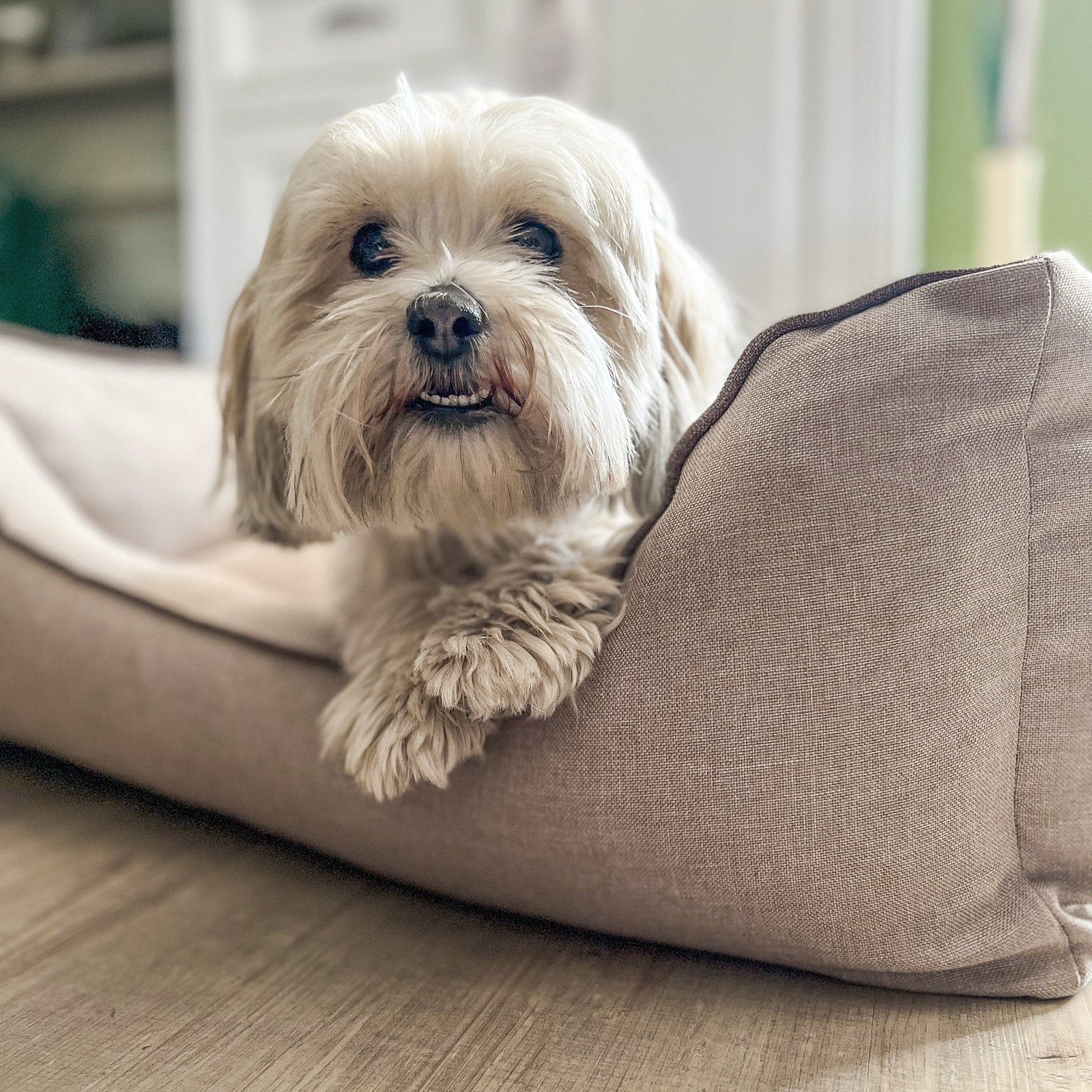 Aumüller Tiersofa Hundesofa Basic Line, Beige, 117 cm