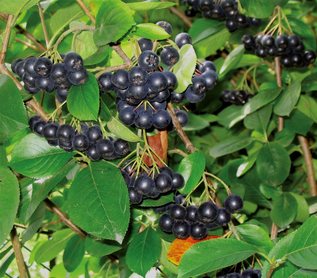 Dehner Zierstrauch Apfelbeere Aronia Viking, Selbstbefruchter, ca. 40-60 cm, 3 l Topf, insektenfreundlich, frosthart