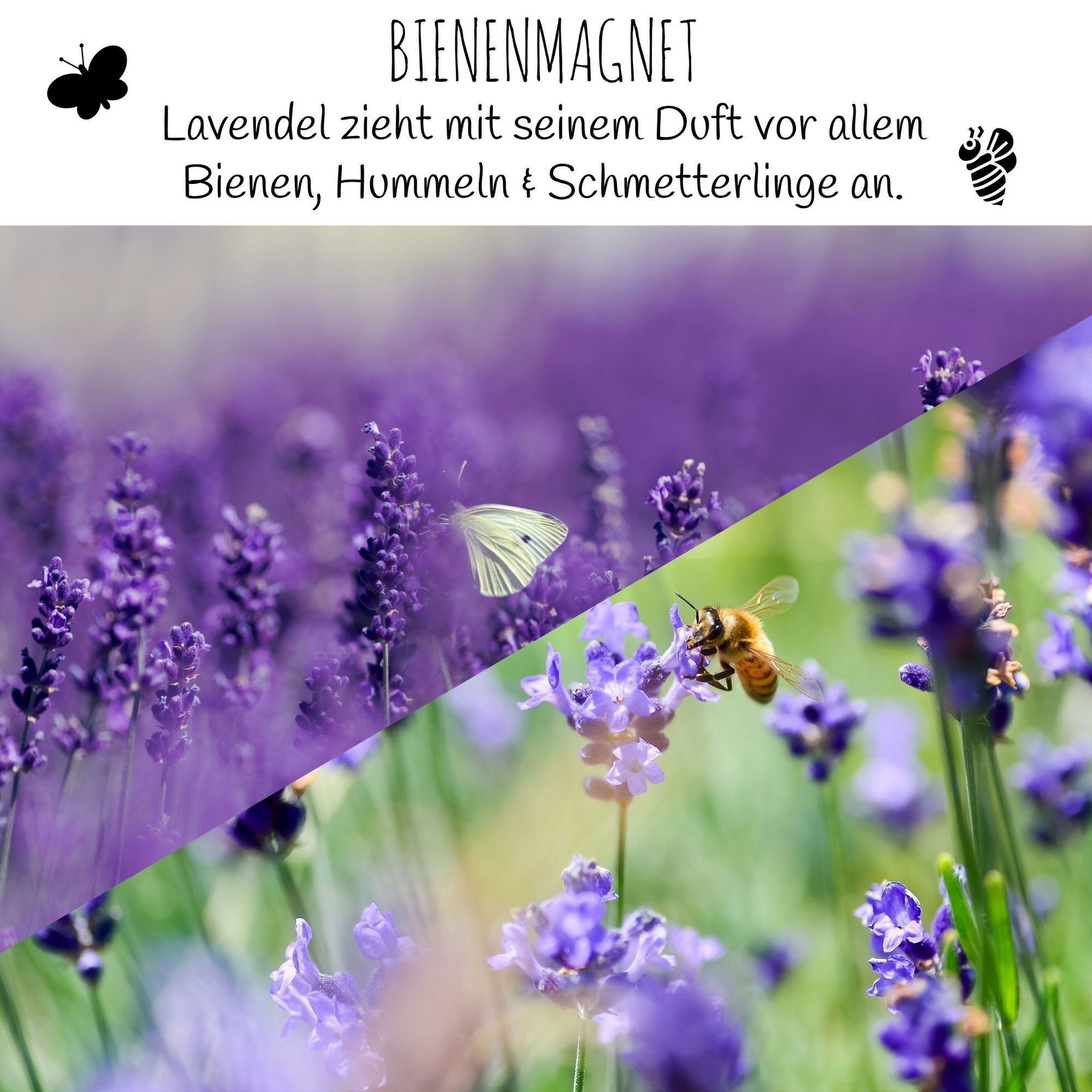 HappySeed Blumensamen 300x Lavendel Samen mit hoher Keimrate - Vielseitig einsetzbar, Blumen
