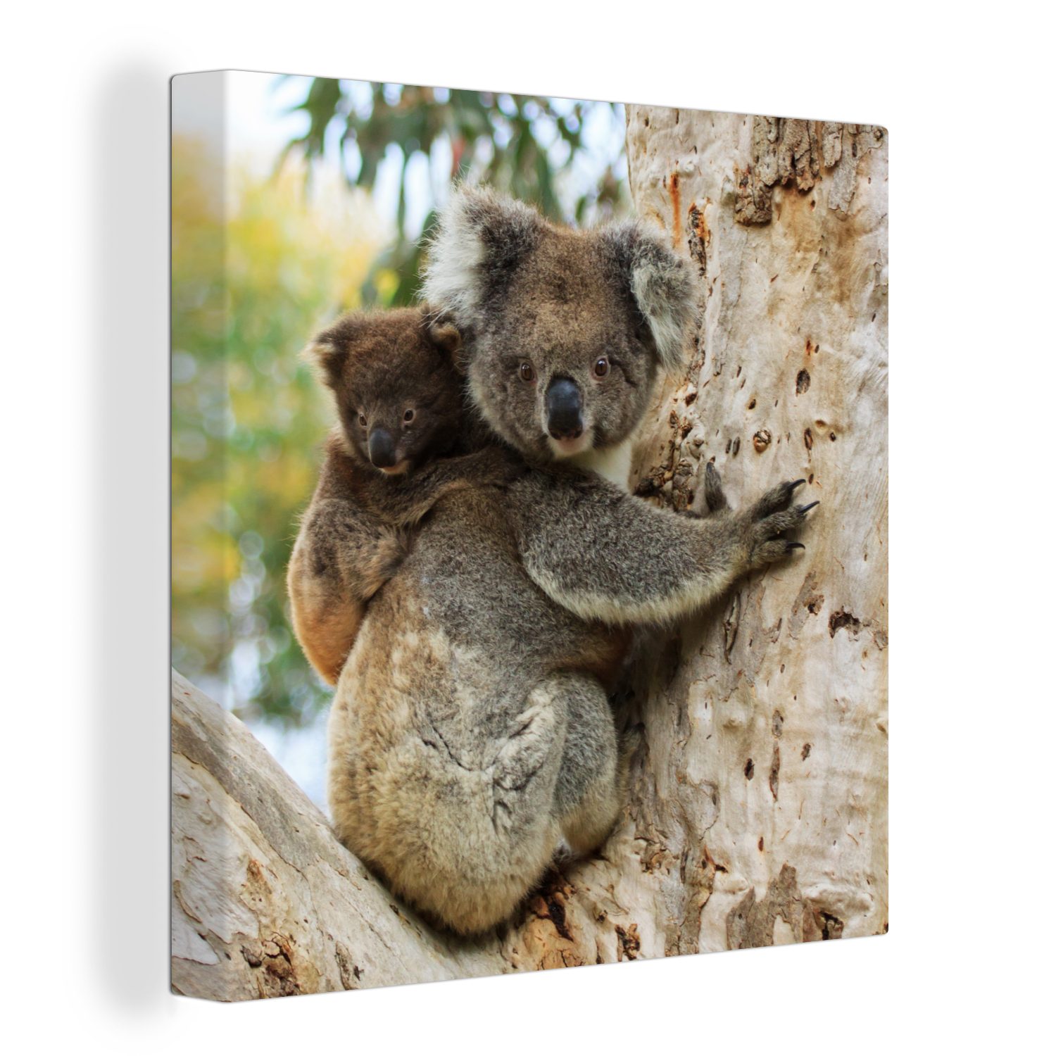 OneMillionCanvasses® Leinwandbild Koalas - Kind - Baum - Jungen - Mädchen, (1 St), Leinwand Bilder für Wohnzimmer Schlafzimmer