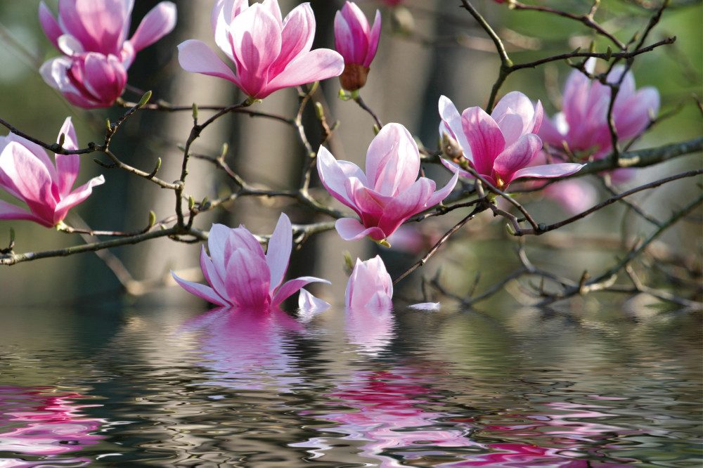 1art1 Poster Blumen Kunstdruck Bild - Magnolienblüten Spiegeln Sich Im
