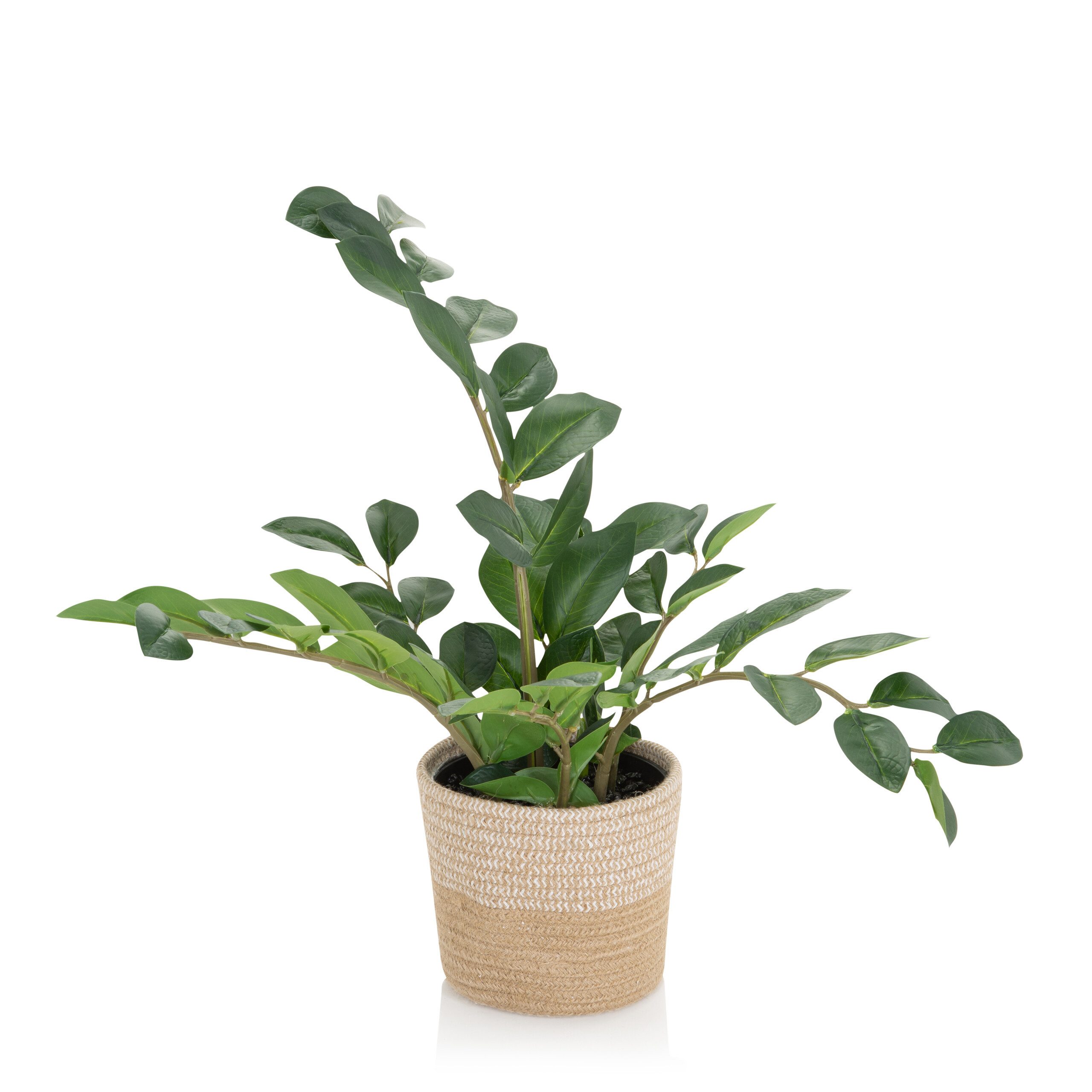 Kunstpflanze Kunstpflanze ZAMIE Kunststoff, Stoff Zamioculcas Zamiifolia, h günstig online kaufen