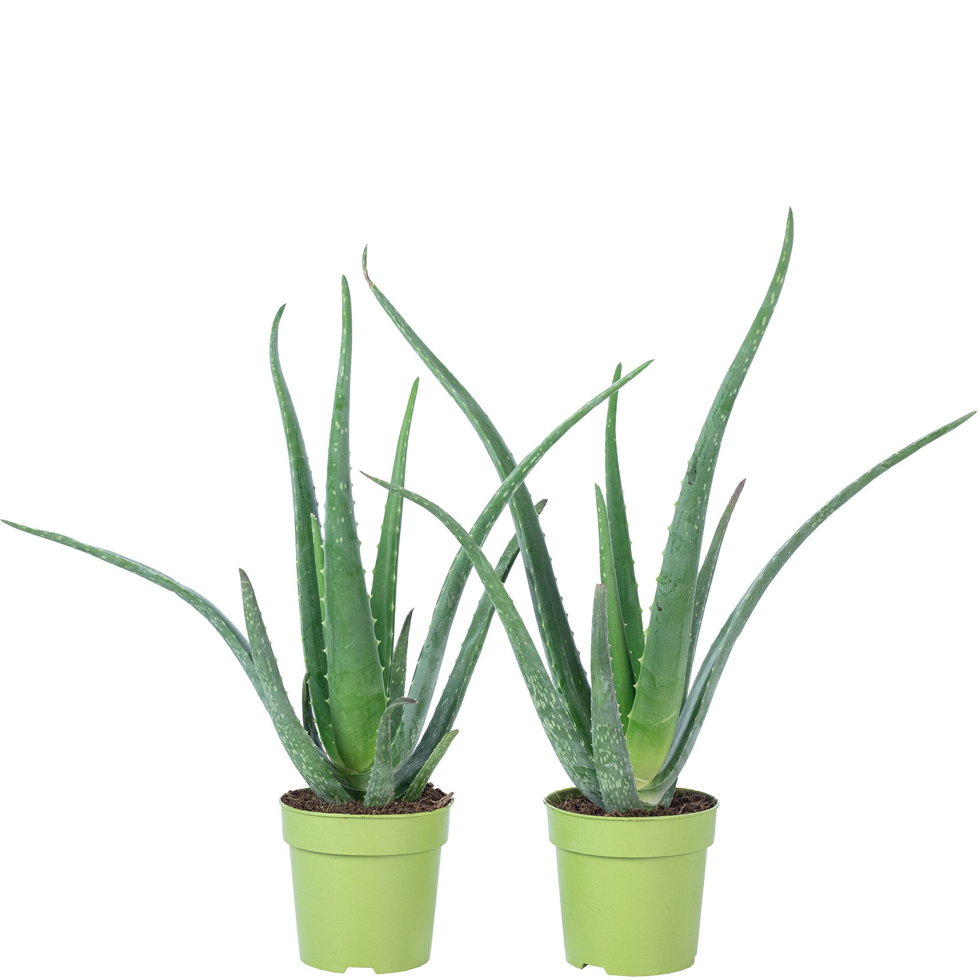 Flowerbox Zimmerpflanze Echte Aloe - Aloe vera, 2er-Set, pflegeleicht - Höhe ca. 40 cm, Topf-Ø 12 cm