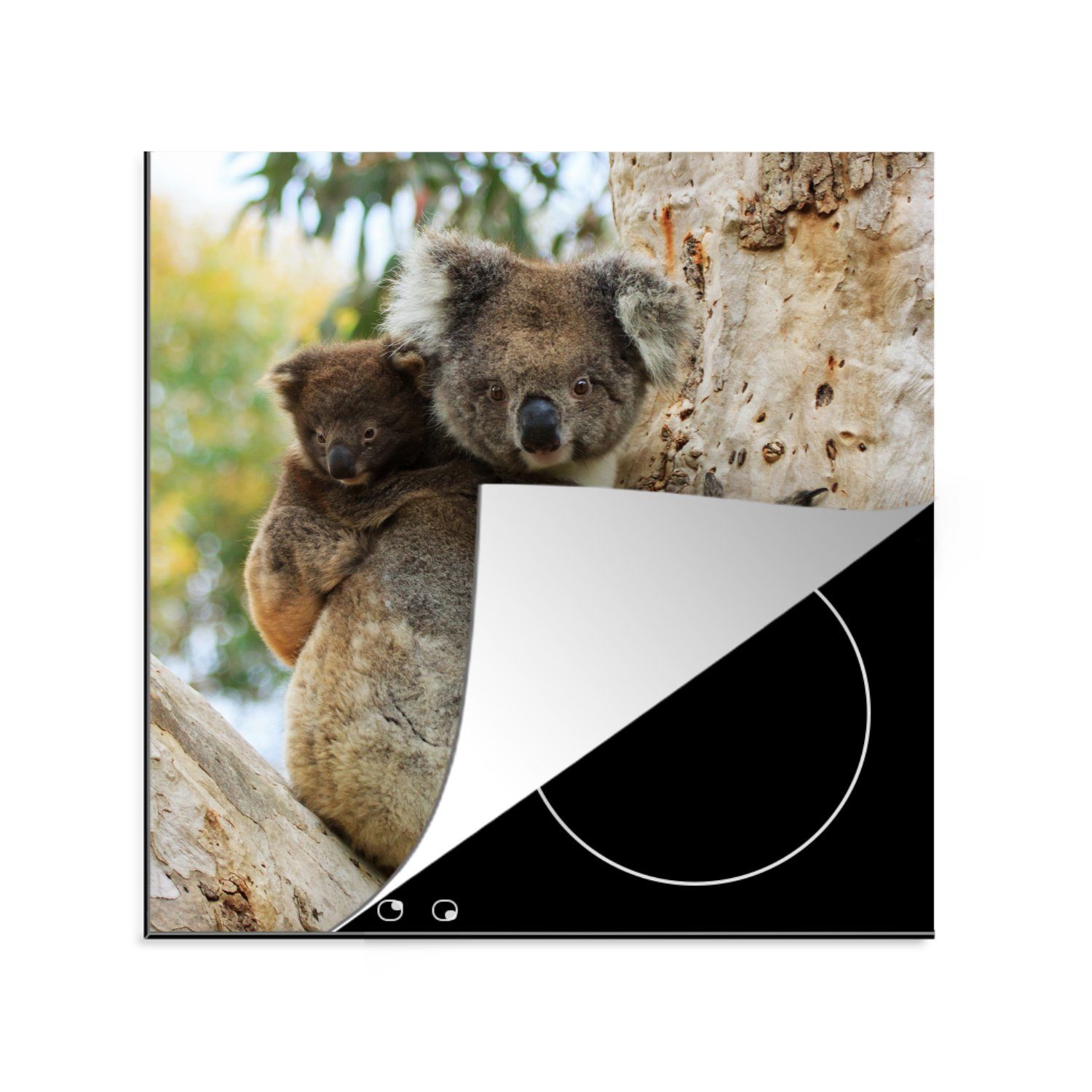 Ceranfeldabdeckung, - - Vinyl, Junge Mädchen, 78x78 Koalas tlg), Baum Herdblende-/Abdeckplatte - - küche Kind - für cm, MuchoWow Kinder Arbeitsplatte (1