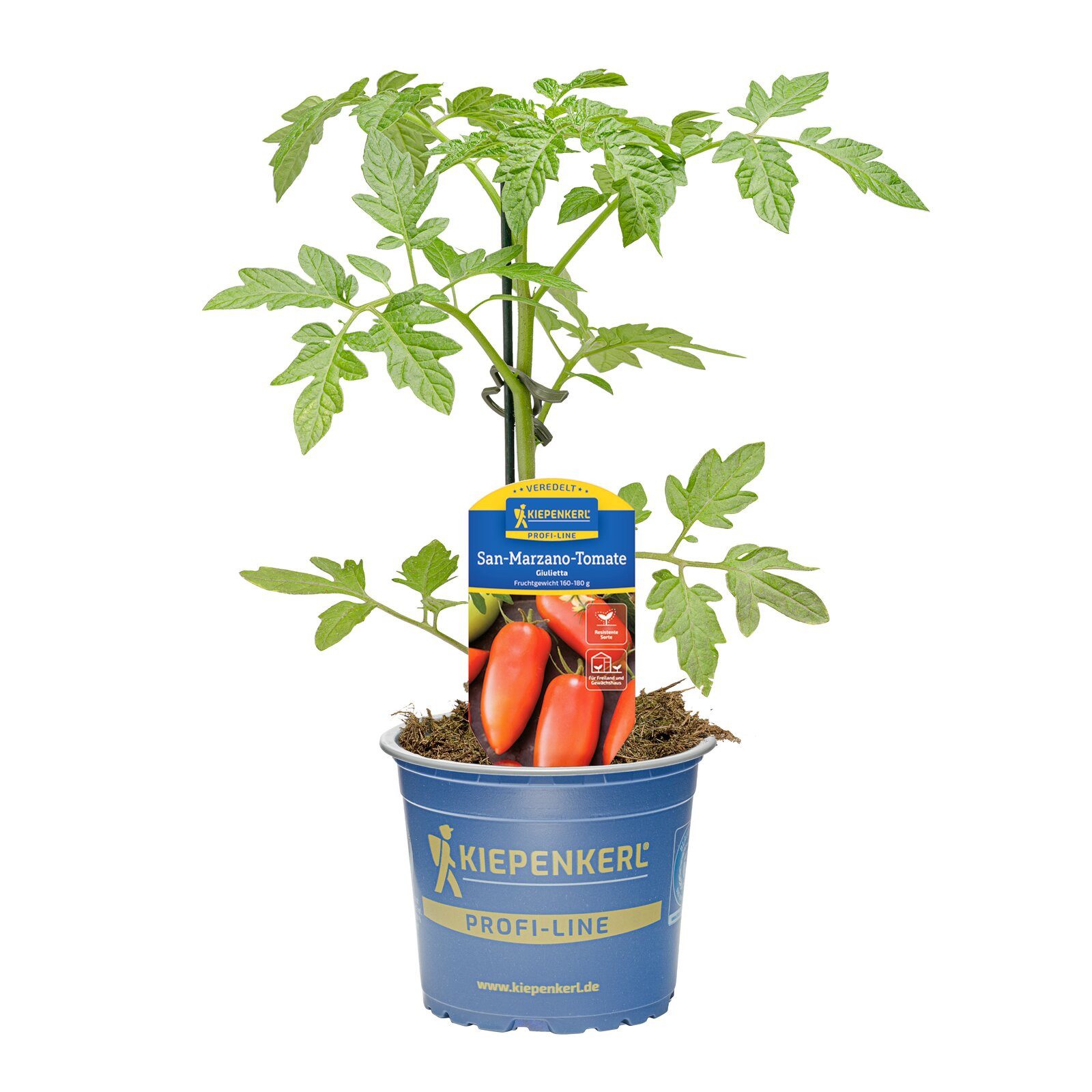 Pflanzen für Dich Gemüsepflanze San-Marzano-Tomate Giulietta veredelt F1 12cm Topf 8er Set