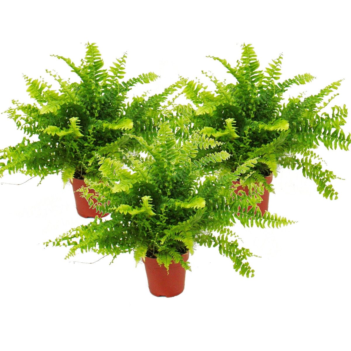 Exotenherz Zimmerpflanze Nephrolepis, 3er Set Schwertfarn 12cm