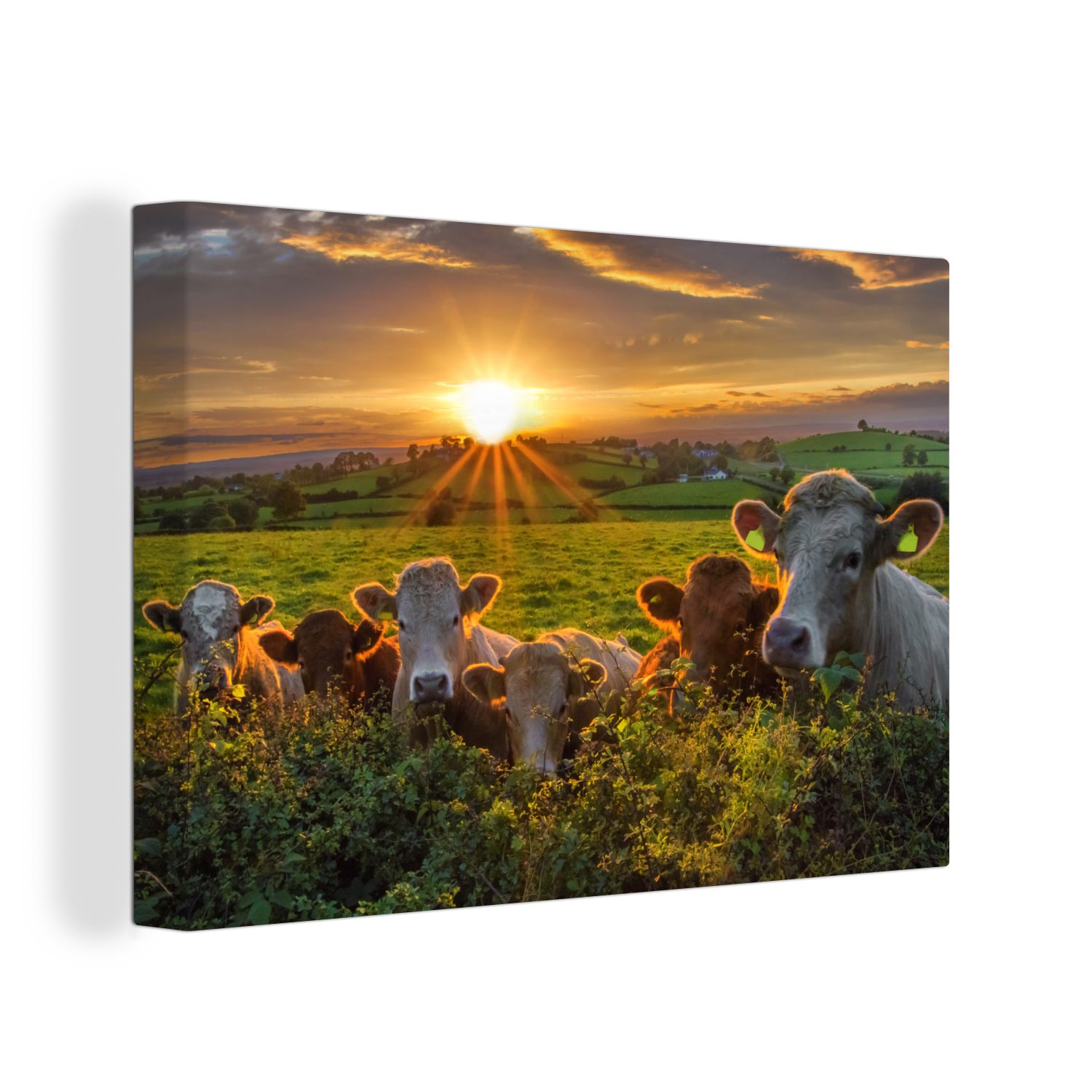 OneMillionCanvasses® Leinwandbild Sonne - Kuh - Gras, Fotodruck (1 St), Lei günstig online kaufen