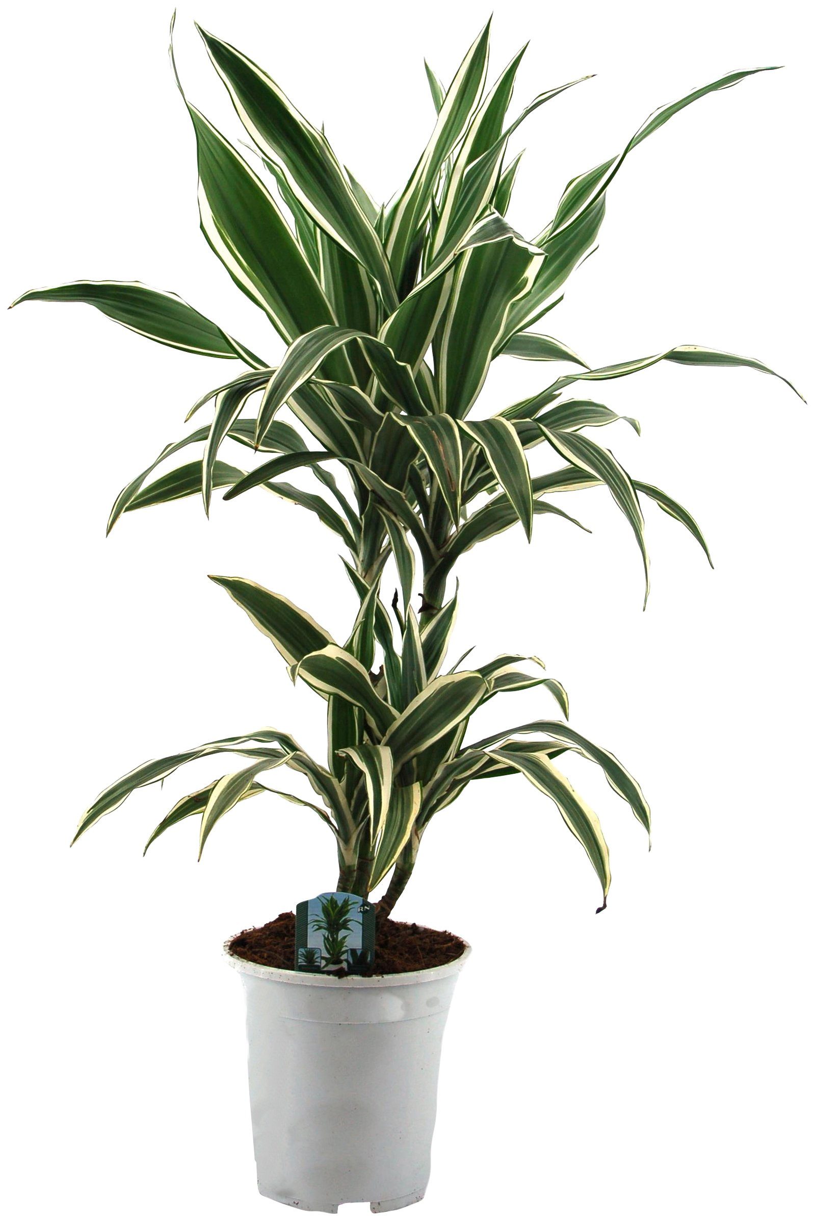 Dominik Zimmerpflanze »Drazena«, Höhe: 50 cm, 1 Pflanze-Otto