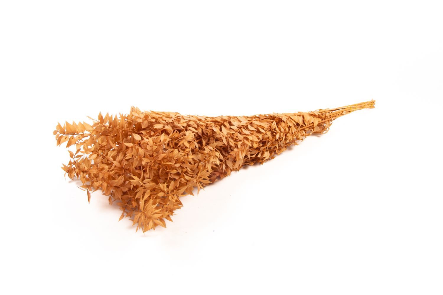 Trockenblume Ruscus Trockenzweige AGNIATA, Terracotta, 70-75cm, Ø17cm, INNA-Glas