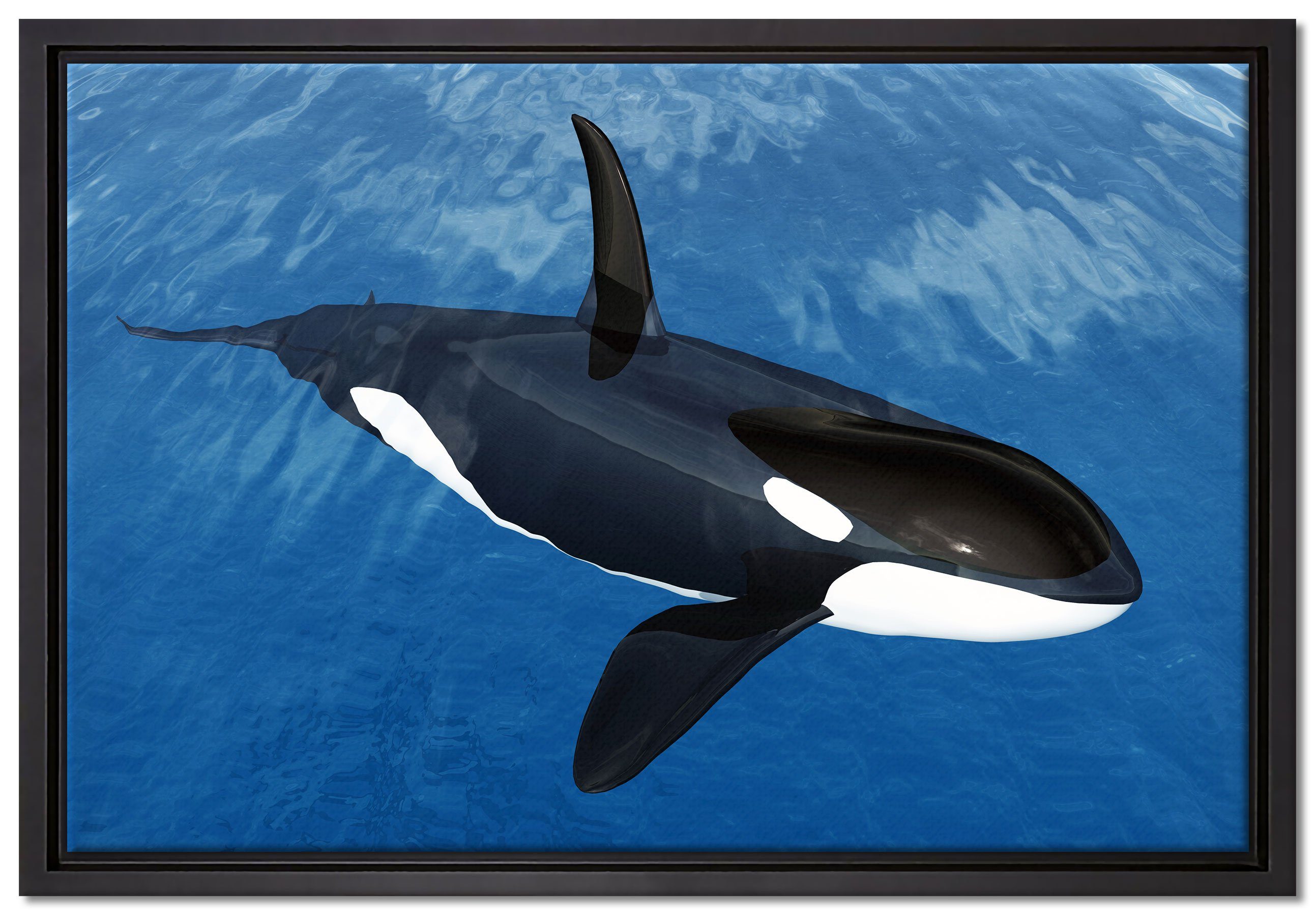 Pixxprint Leinwandbild Orca im blauen Meer, Wanddekoration (1 St), Leinwandbild fertig bespannt, in einem Schattenfugen-Bilderrahmen gefasst, inkl. Zackenaufhänger