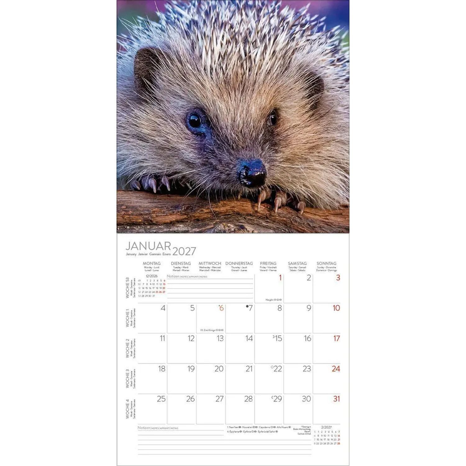 Korsch Verlag Tierkalender Igel 2027