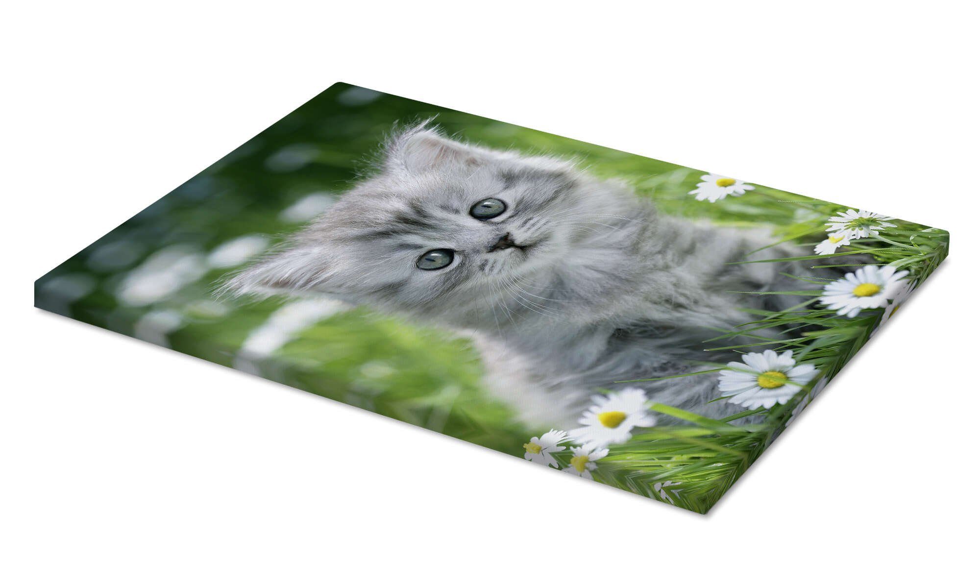 Posterlounge Wandbild graues Kätzchen, Greg Cuddiford, günstig online kaufen