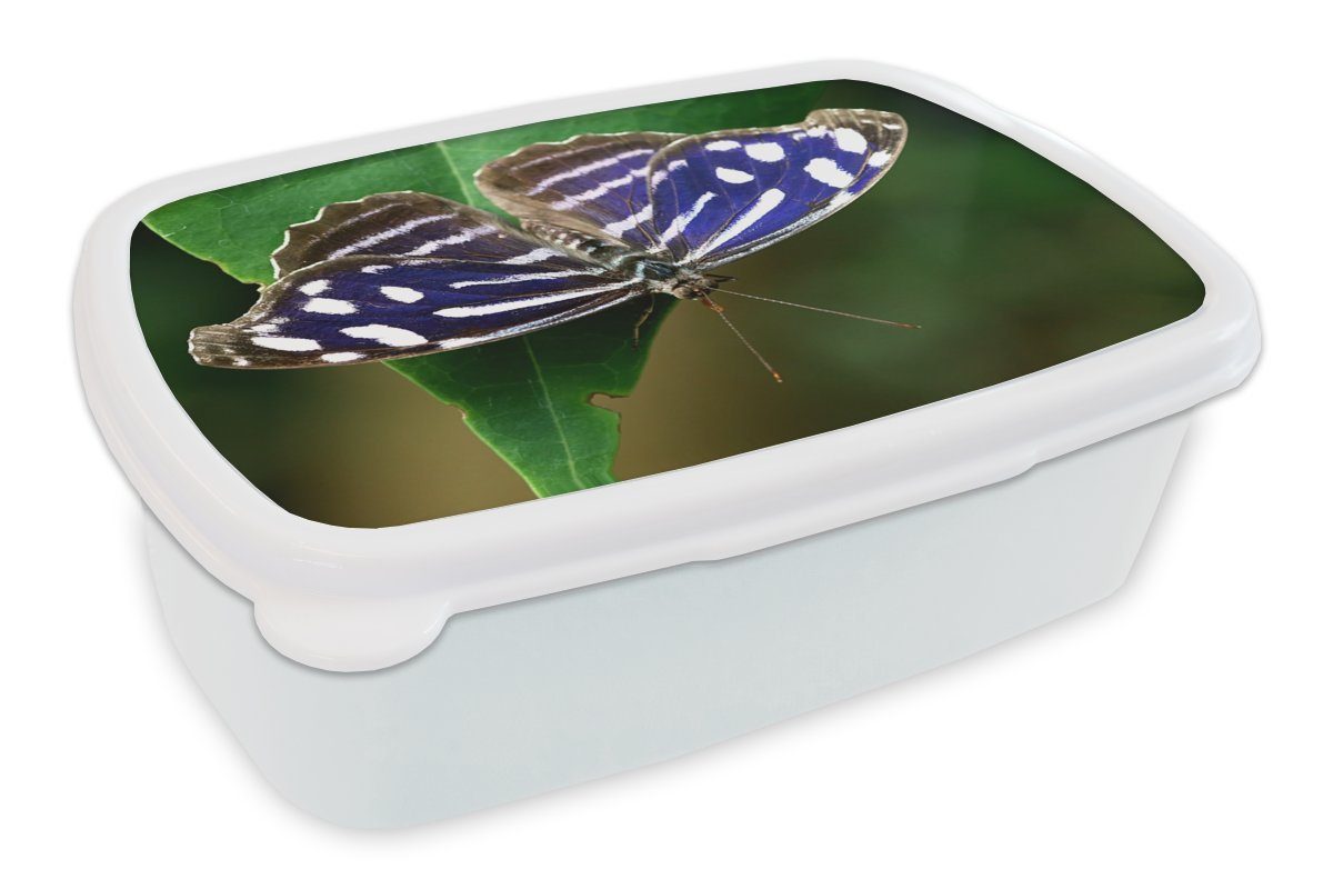 MuchoWow Lunchbox Blauer Meerbusenfalter, Kunststoff, (2-tlg), Brotbox für Kinder und Erwachsene, Brotdose, für Jungs und Mädchen weiß | Lunchboxen