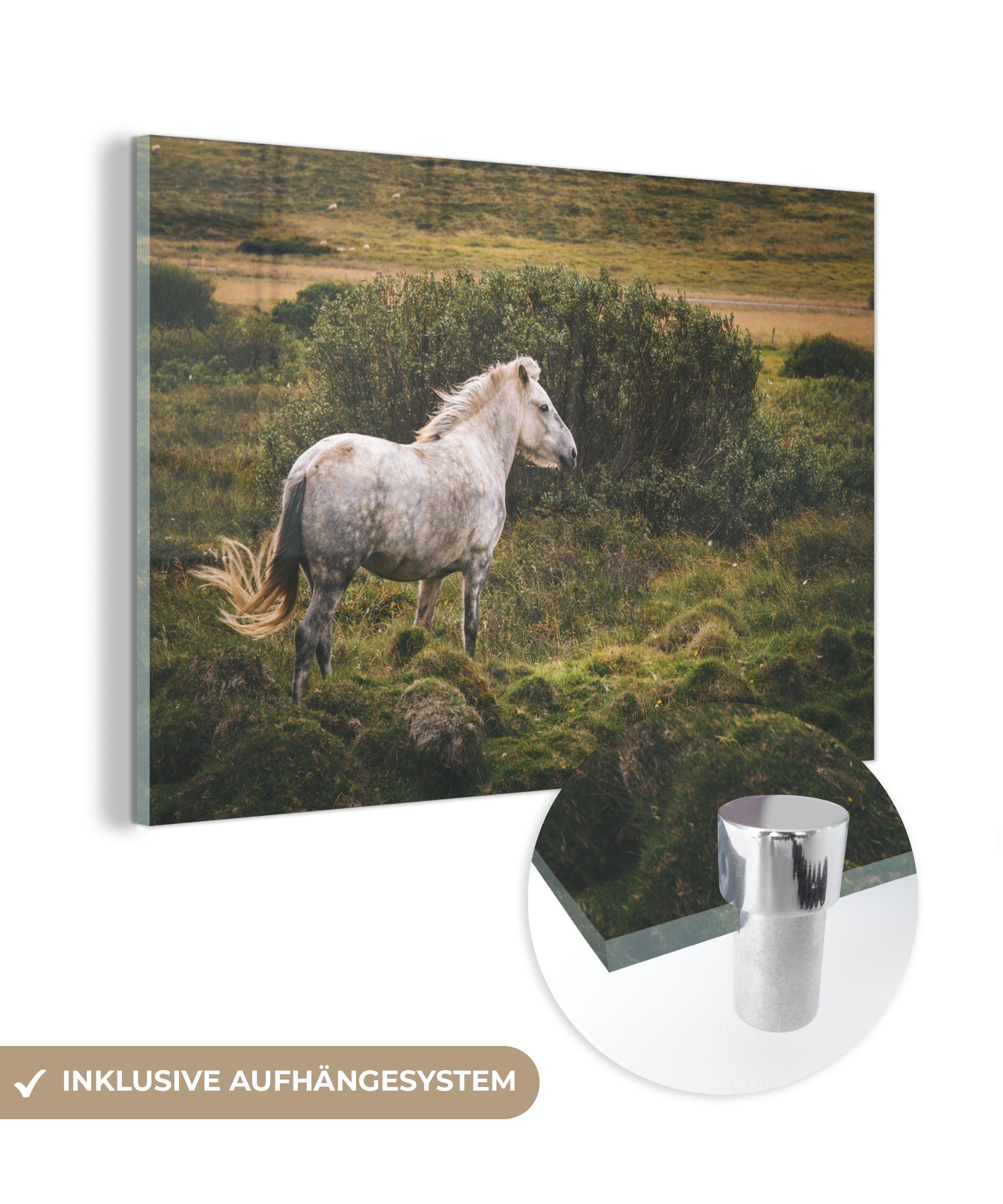 MuchoWow Acrylglasbild Pferd - Weiß - Island, (1 St), Glasbilder - Bilder auf Glas Wandbild - Foto auf Glas - Wanddekoration