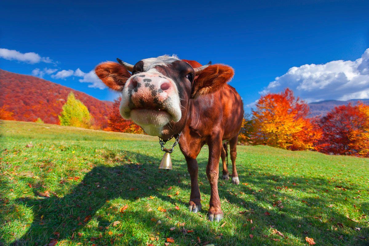 Papermoon Fototapete Kuh auf Wiese