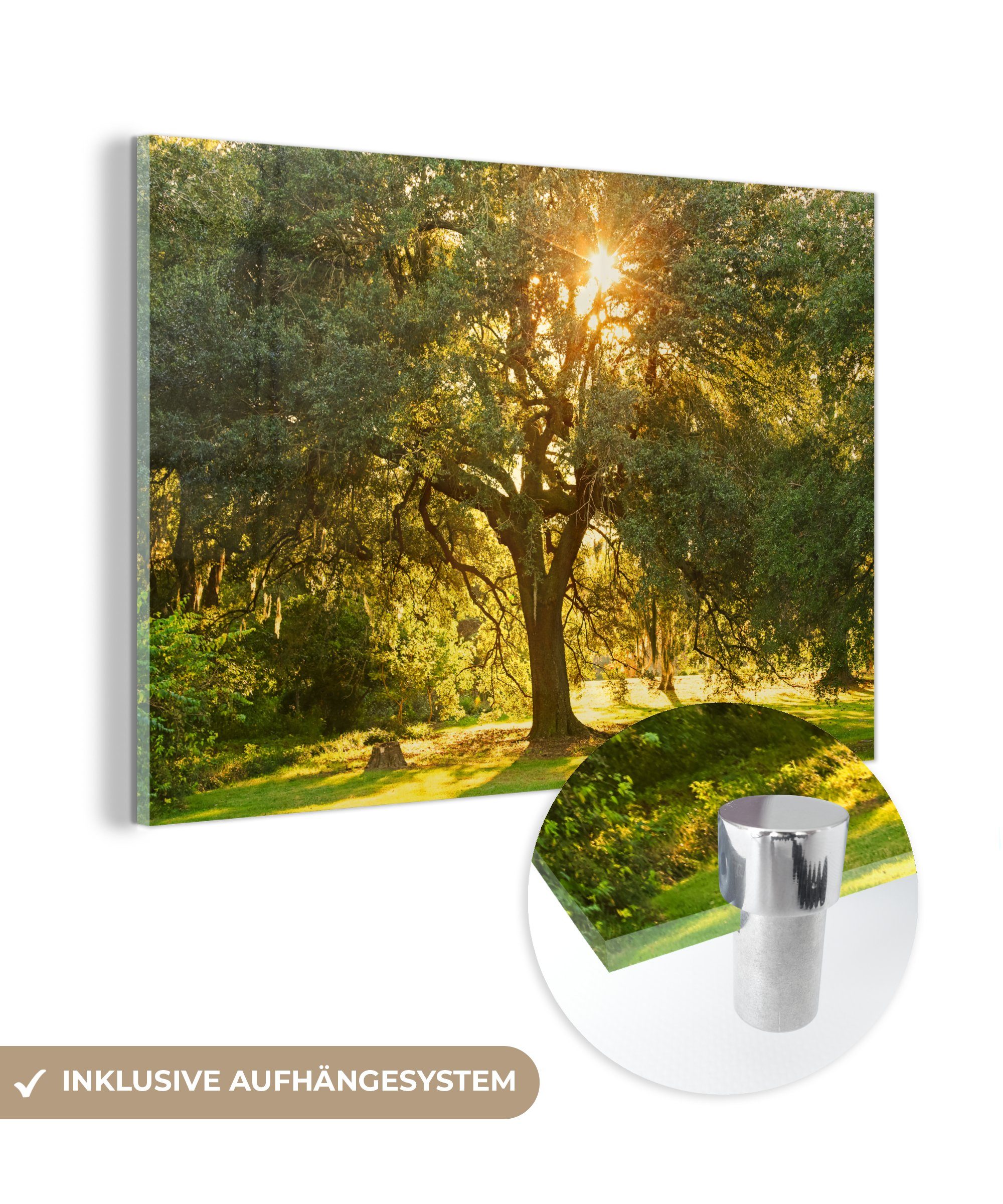 MuchoWow Acrylglasbild Sonnenstrahlen zwischen den Blättern der Eiche, (1 St), Acrylglasbilder Wohnzimmer & Schlafzimmer