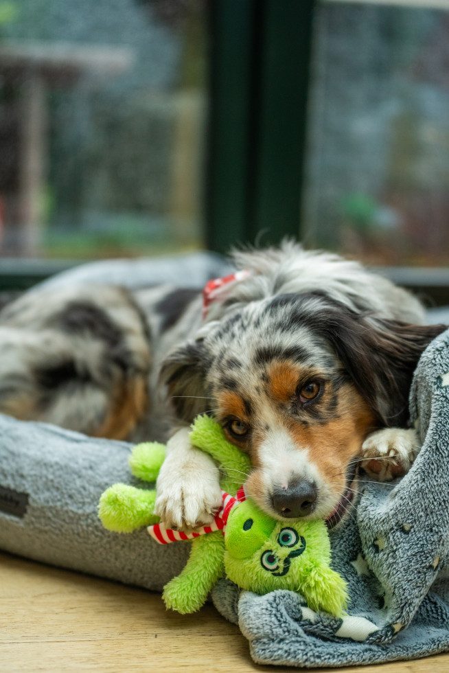 Nobby Tierkuscheltier Nobby Hundespielzeug Xmas Plüsch Grinch, PET günstig online kaufen