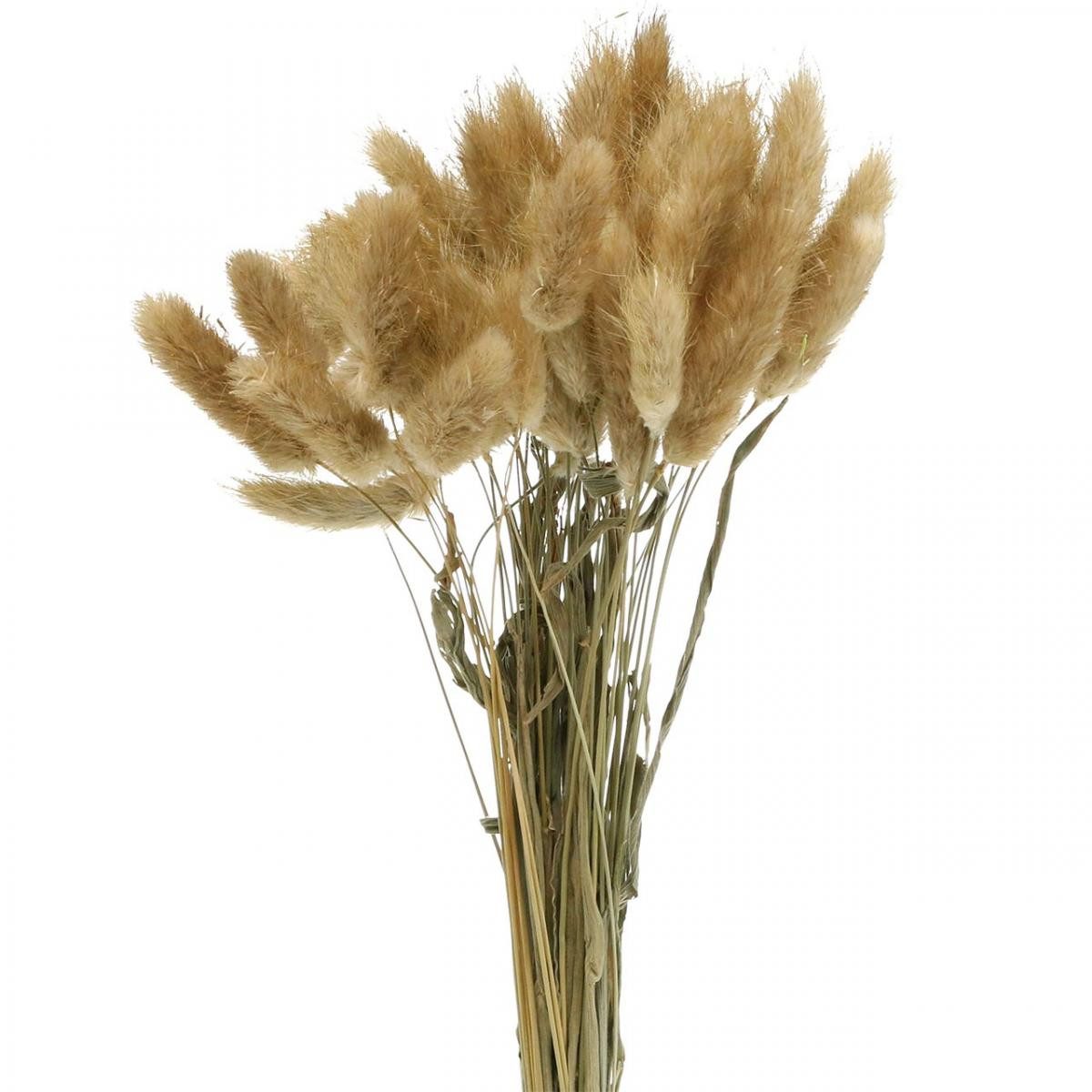 Trockenblume Lagurus ovatus Trockenblumen Lampenputzergras Samtgras Deko Hellbraun