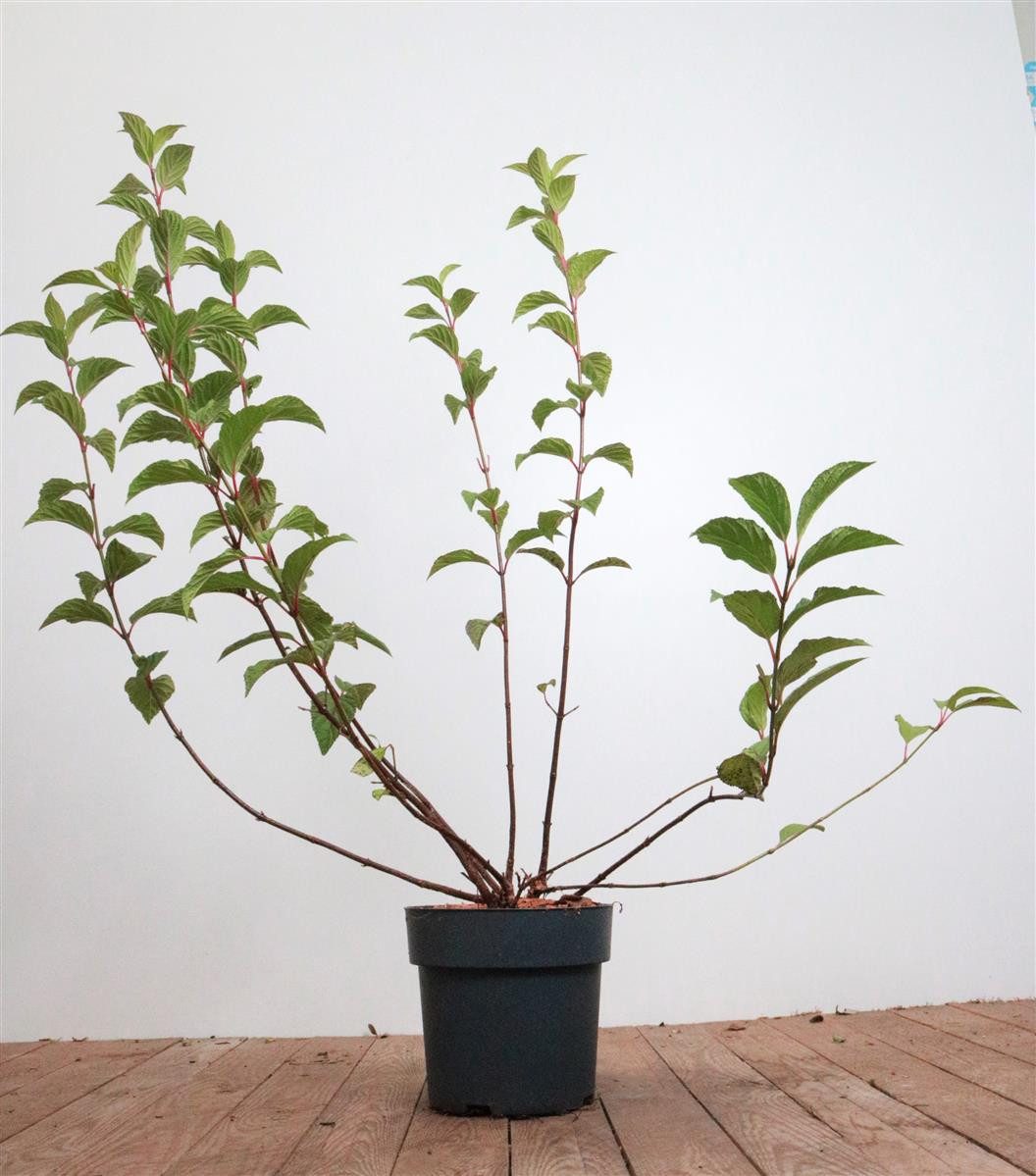 Pflanzen für Dich Gehölze Viburnum bodn. Dawn, 1 St., Schneeball, Winterduftschneeball