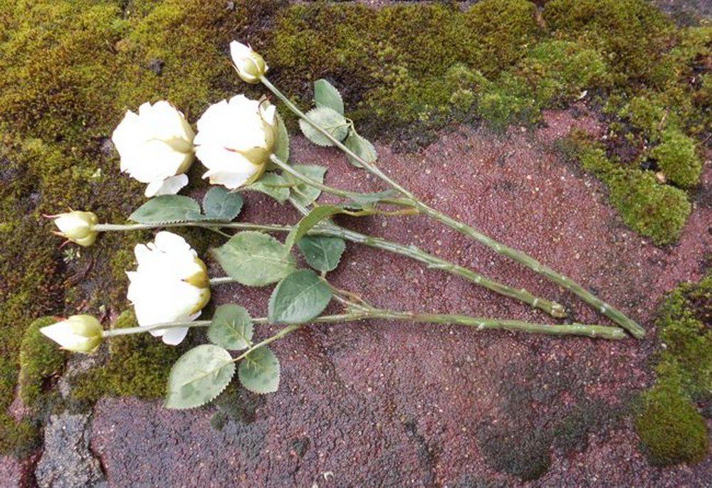 St. 3 Rosenstrauß Traumschöne 6 Kunstblume Blumenstrauß Blüten, Rosenstiele weiss Deko-Impression
