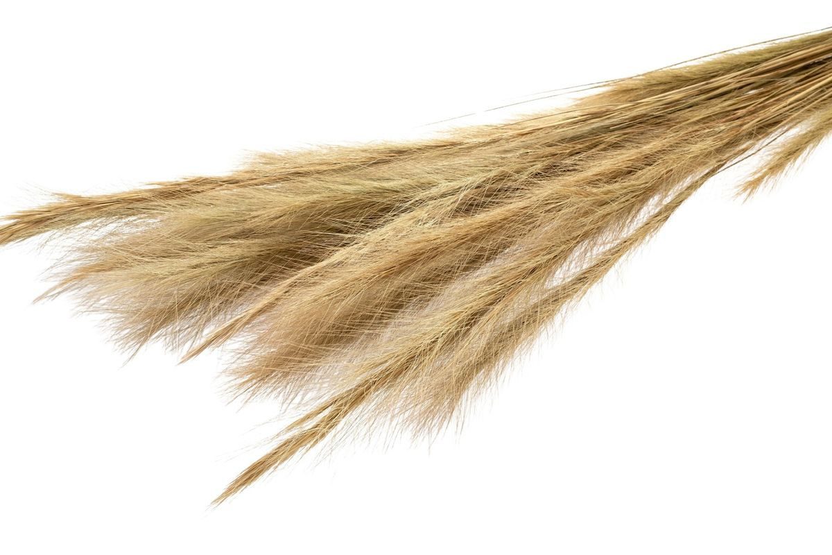 Trockenblume Fuchsschwanzgras, getrocknet, im Bund, Größe ca. 80-90cm Alopecurus, NaDeco