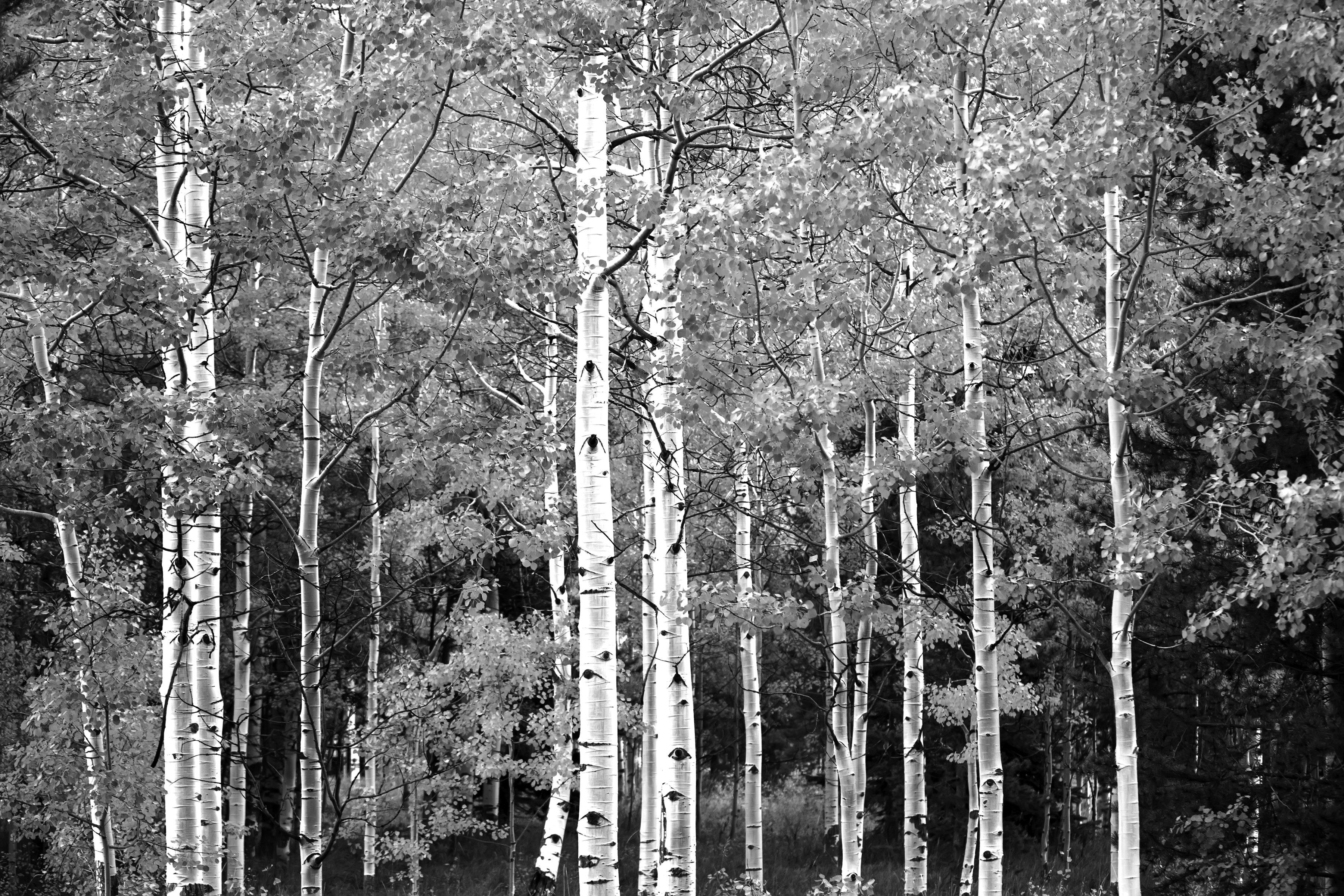 Papermoon Fototapete Wald Schwarz & Weiß