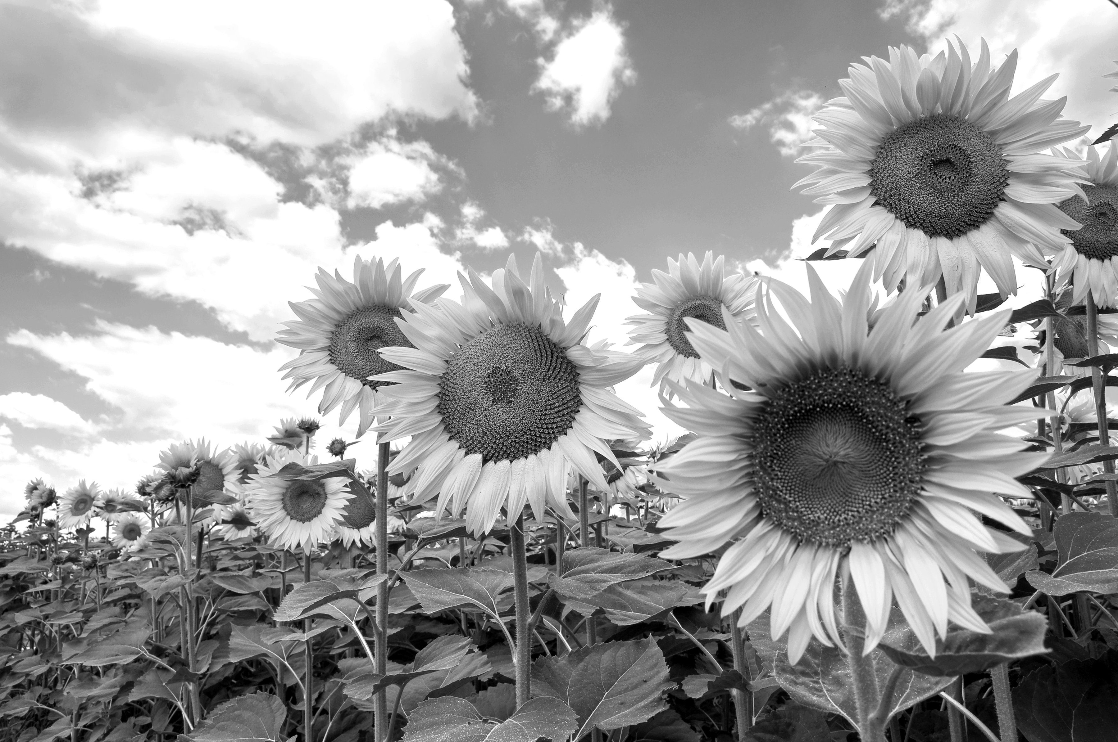 Fototapete Sonnenblumen Schwarz & Weiß
