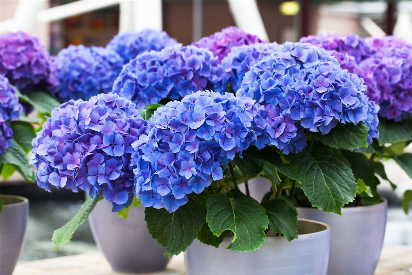 Pflanzen für Dich Gehölze Hydrangea macrophylla Early Blue, 1 St., Bauernhortensie, Gartenhortensie