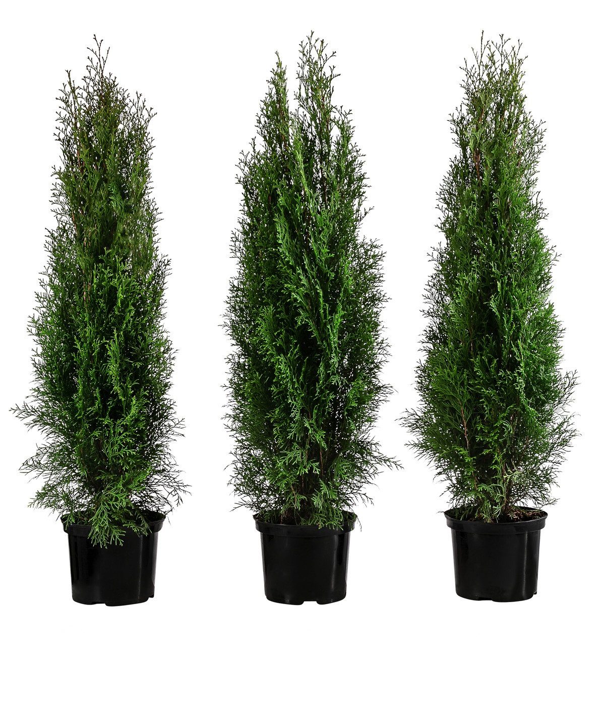 Dehner Hecken Thuja Lebensbaum Smaragd, 3 Pflanzen, ca. 1 m, 80 - 100 cm, immergrüner Sichtschutz
