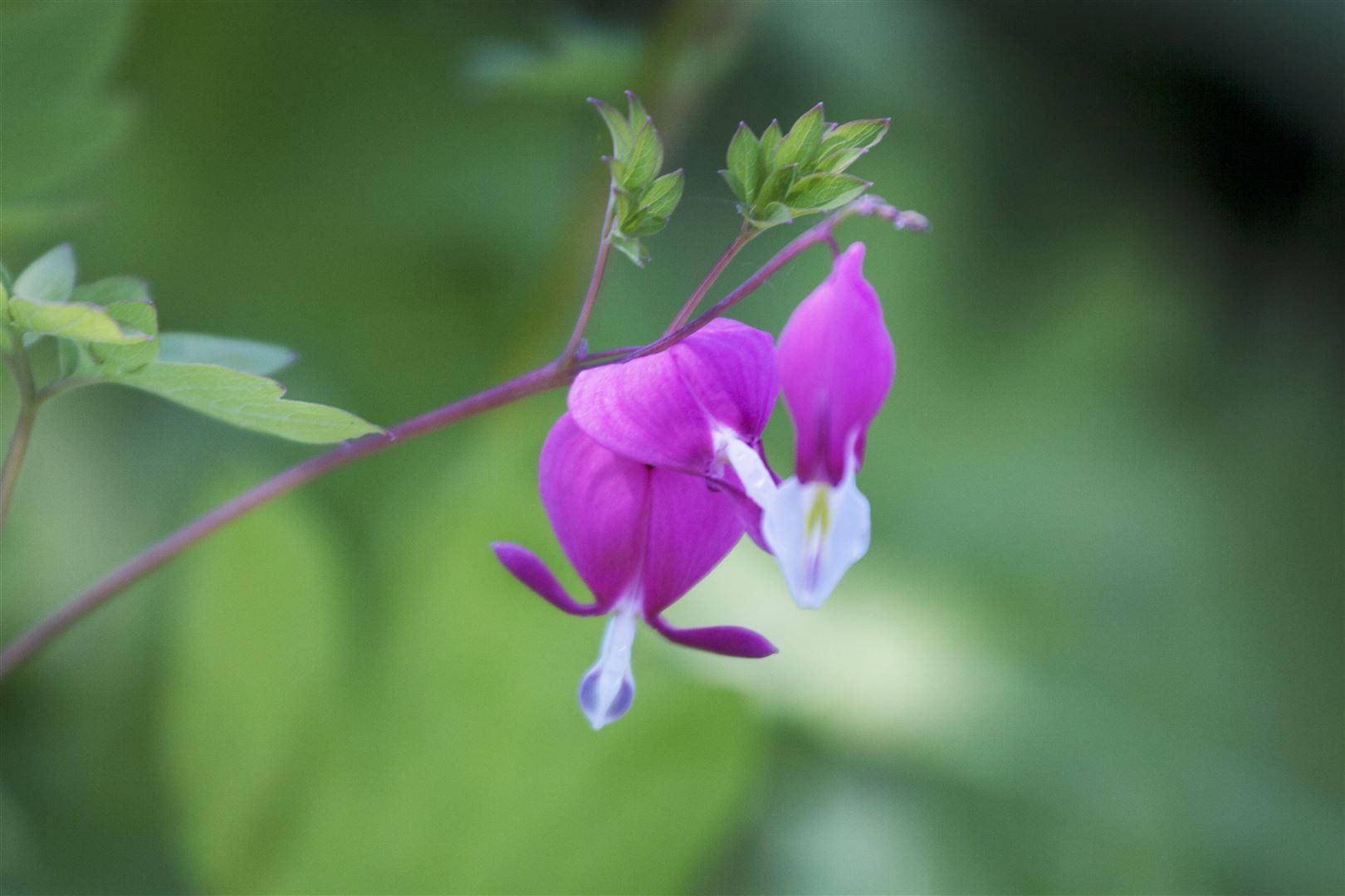 Pflanzen für Dich Staude Dicentra spectabilis, 1 St., Tränendes Herz, Herzblume – Bild 2 von 5