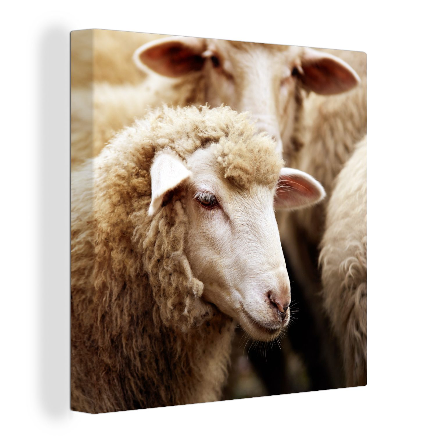 Meisterhaft OneMillionCanvasses® Leinwandbild Schaf - Schlafzimmer Weiß, Wolle (1 Leinwand Bilder für - Wohnzimmer St)