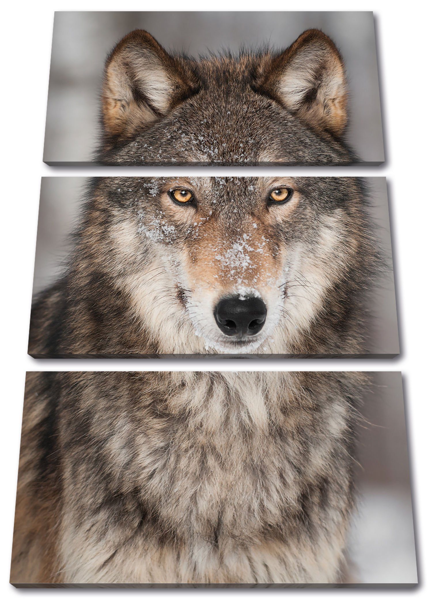 Pixxprint Leinwandbild Wachsamer Wolf, Wachsamer Wolf 3Teiler (120x80cm) (1 St), Leinwandbild fertig bespannt, inkl. Zackenaufhänger