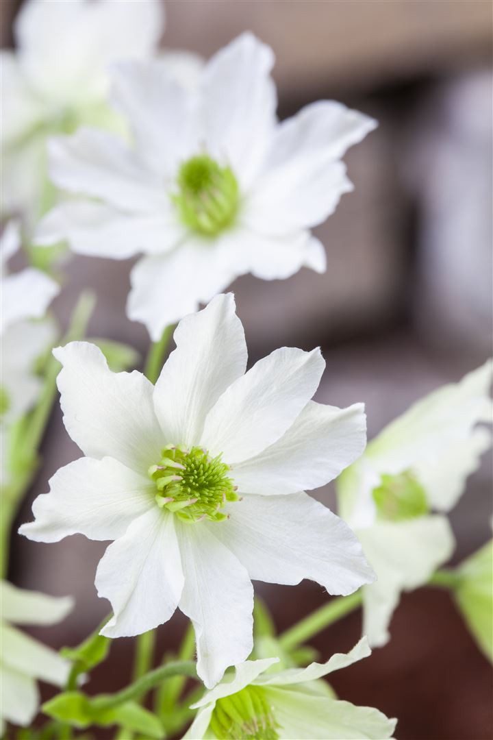Pflanzen für Dich Kletterpflanze Clematis Hybride Early Sensation, 1 St., Clematis, Waldrebe, immergrün, frühblühend