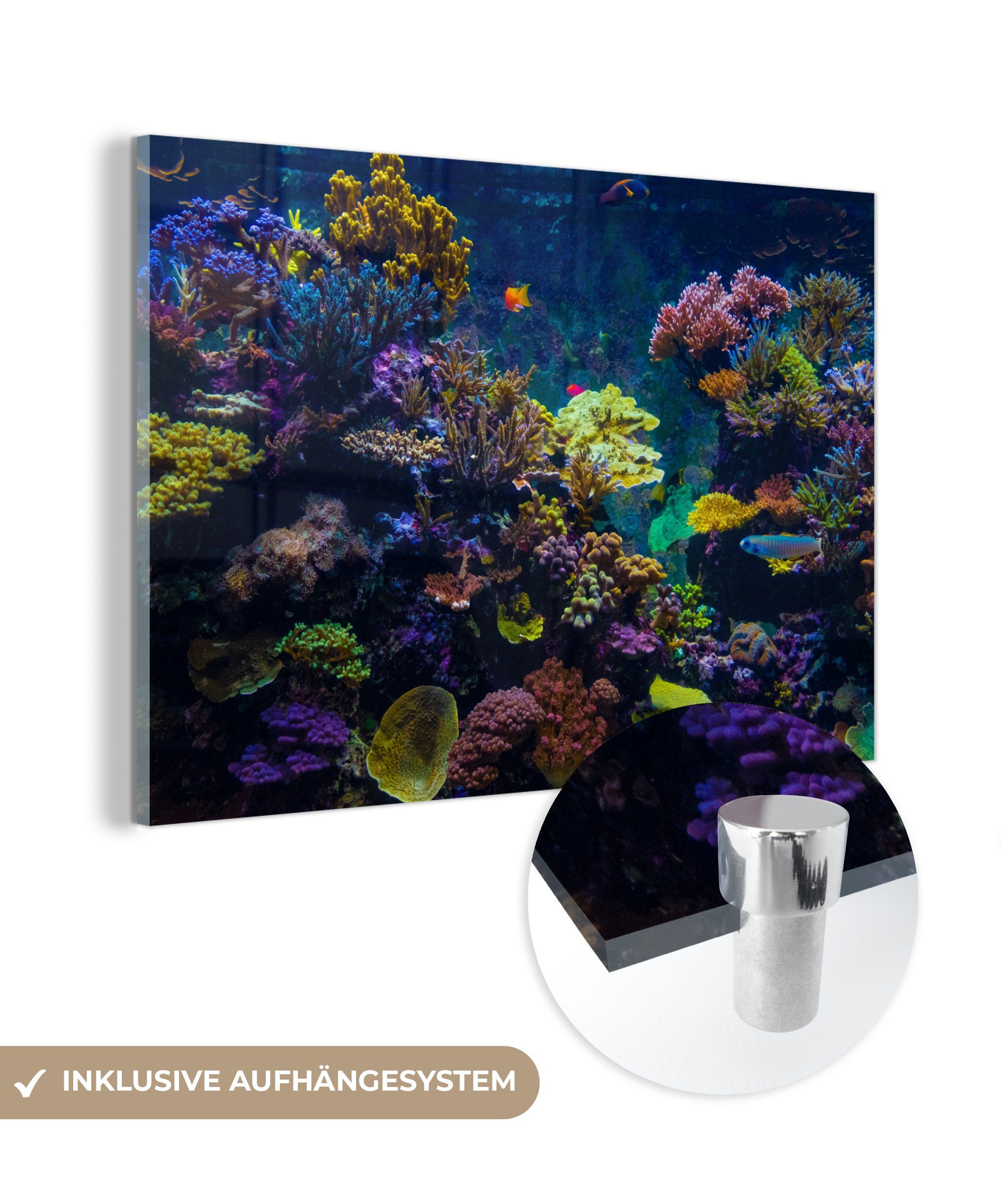 MuchoWow Acrylglasbild Koralle - Farben - St), (1 & Schlafzimmer Acrylglasbilder Fisch, Wohnzimmer