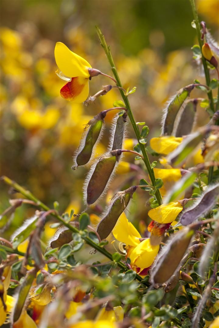 Pflanzen für Dich Gehölze Cytisus scoparius 'Jessica', 1 St., Besenginster, Geißklee