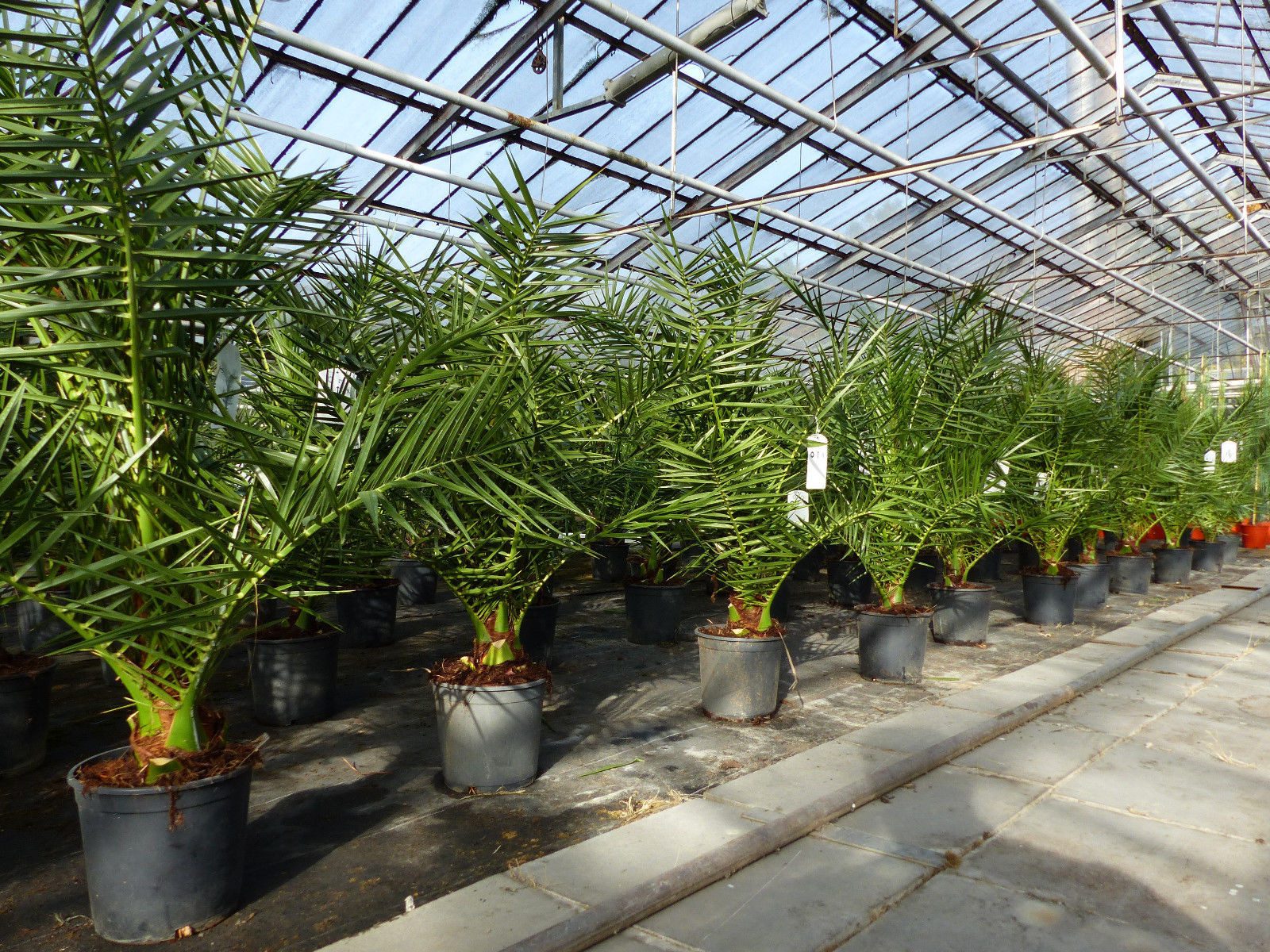 gruenwaren jakubik Baum Palme 90-120 cm, Phoenix canariensis, kanarische Dattelpalme