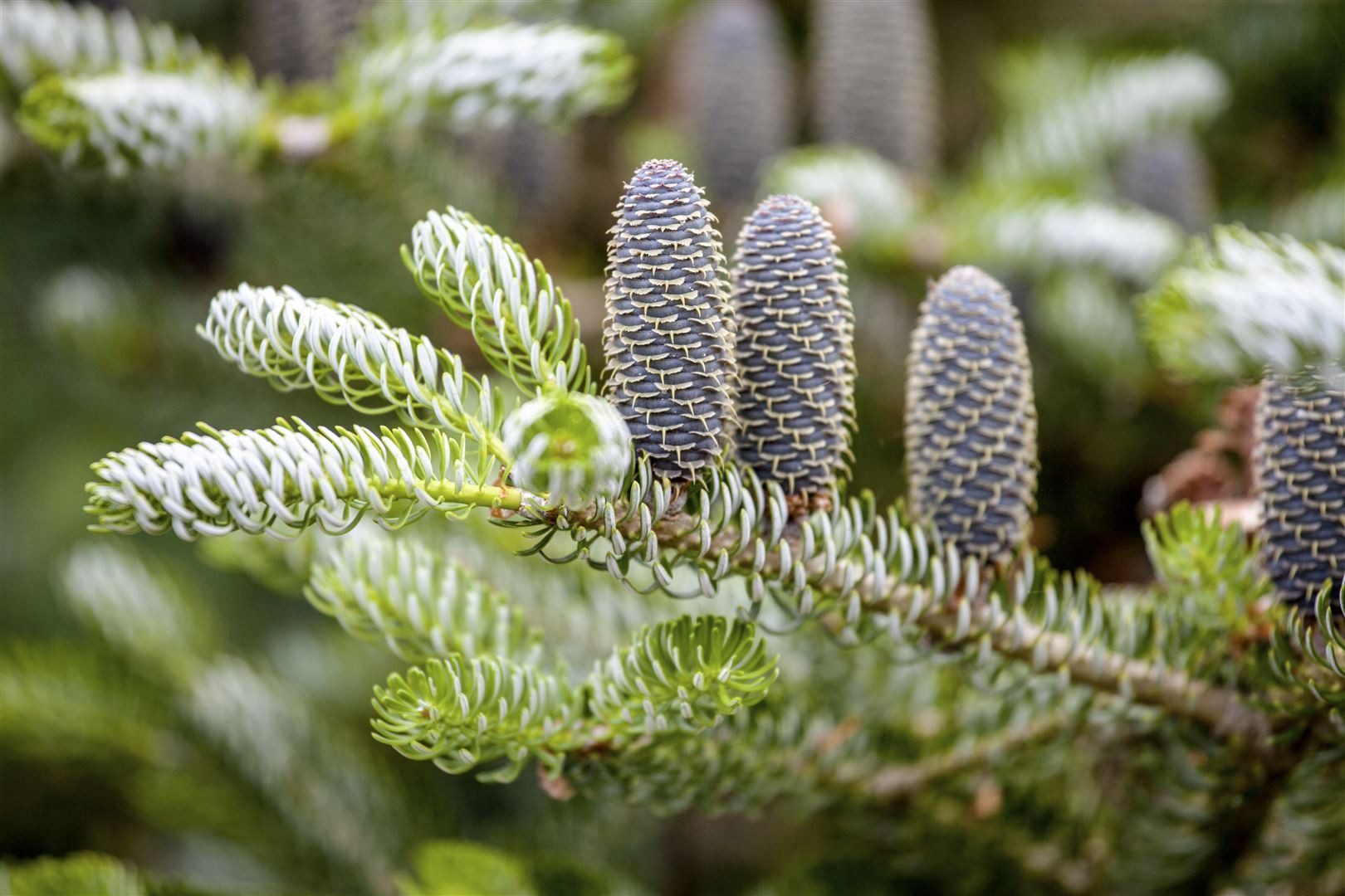 Pflanzen für Dich Konifere Abies koreana Silberlocke, 1 St., Koreatanne, Silberlocke-Tanne, silberne Nadeln, kompakter Wuchs