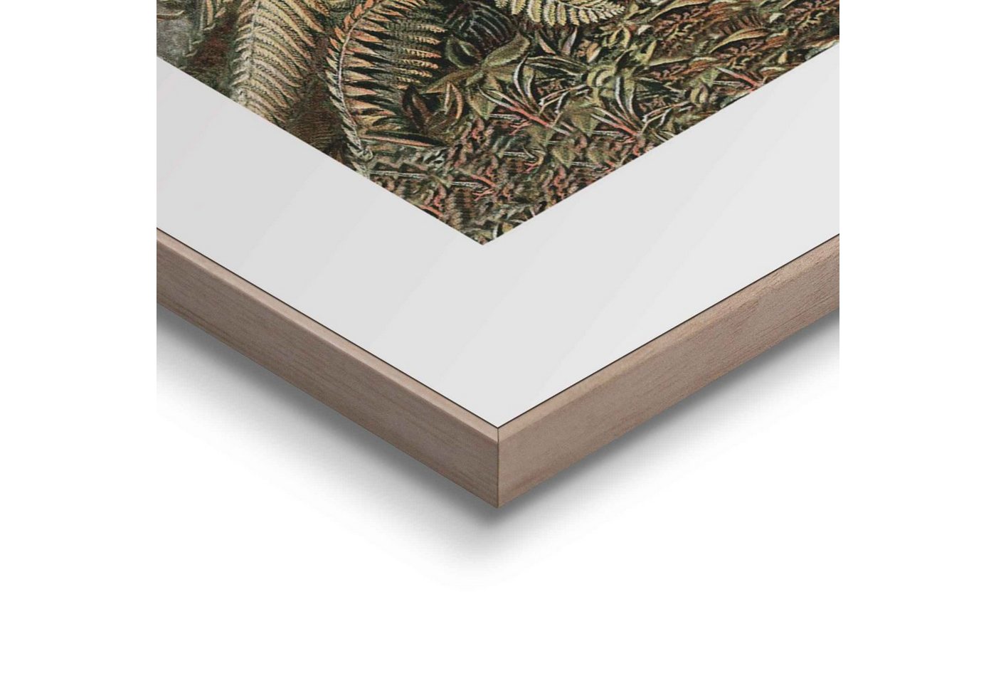 Reinders! Bild »Gerahmtes Bild Filicina Ernst Haeckel - Dschungel - Botanisch - Palmen«, Pflanzen (1 Stück)-kaufen
