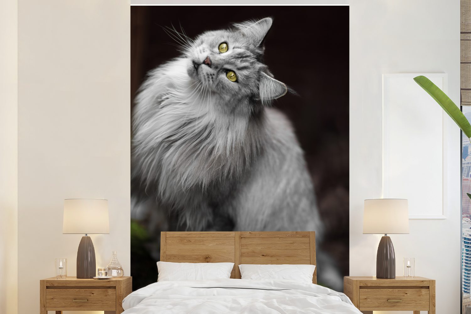 Coon graue Matt, Maine MuchoWow (3 St), Weiße Vinyl bedruckt, und Wandtapete Fototapete Wohnzimmer, für Montagefertig Tapete Katze,