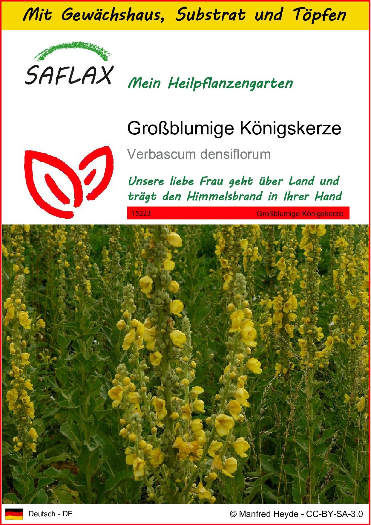 SAFLAX Blumensamen SAFLAX - Anzuchtset - Großblumige Königskerze