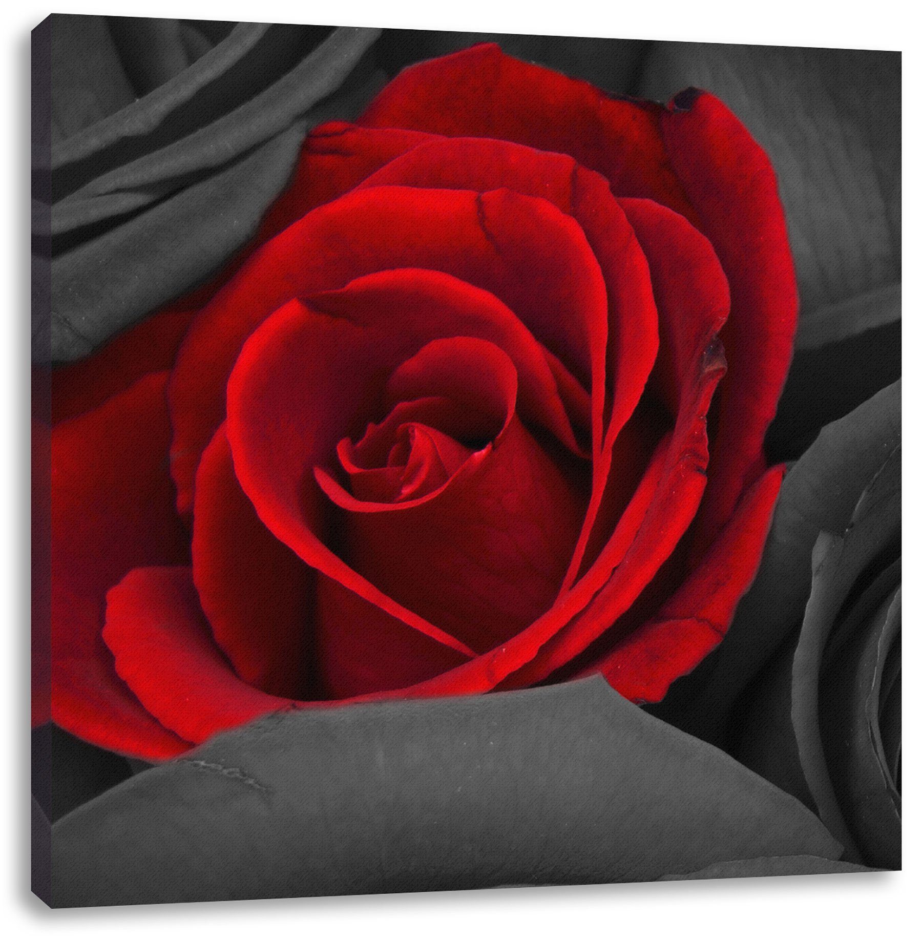 Pixxprint Leinwandbild romantische rote Rosen, romantische rote Rosen (1 St), Leinwandbild fertig bespannt, inkl. Zackenaufhänger
